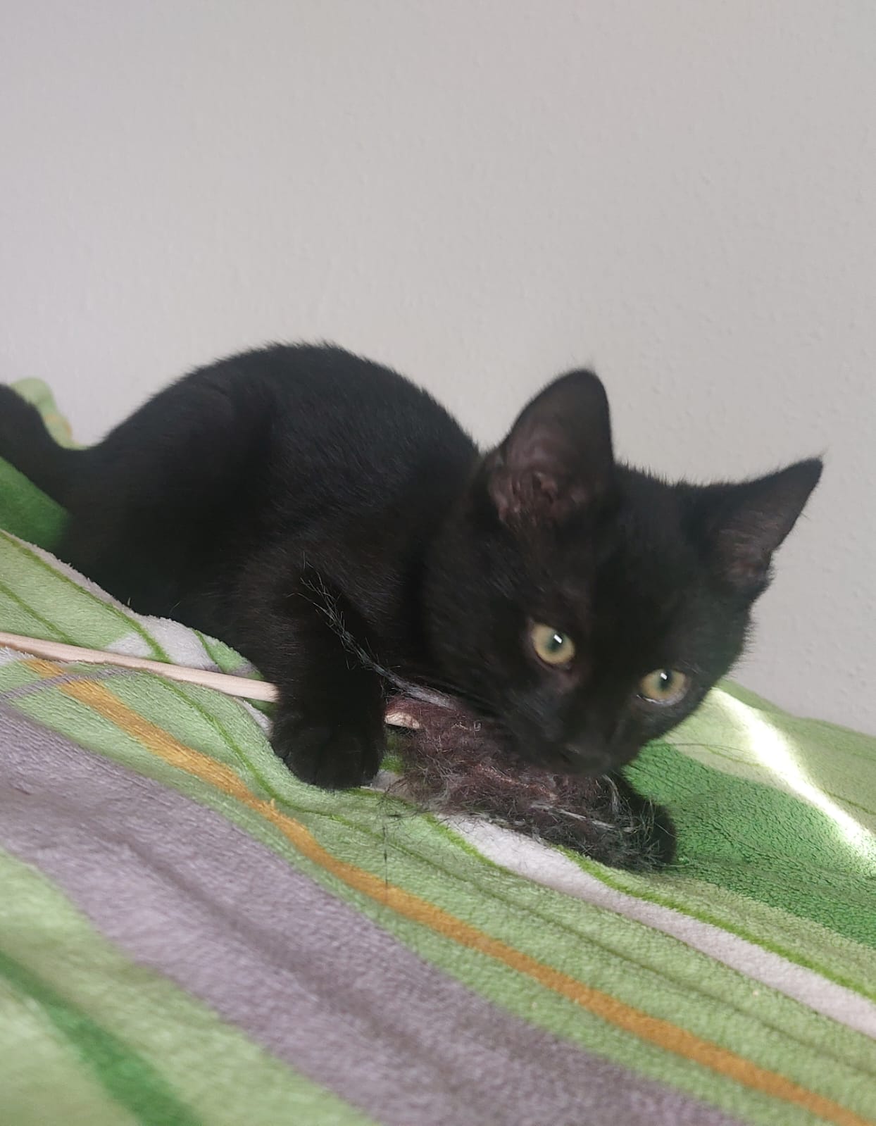 Katzen Toby und Tom Zuhause gesucht Tierheim Hoffnung für Tiere