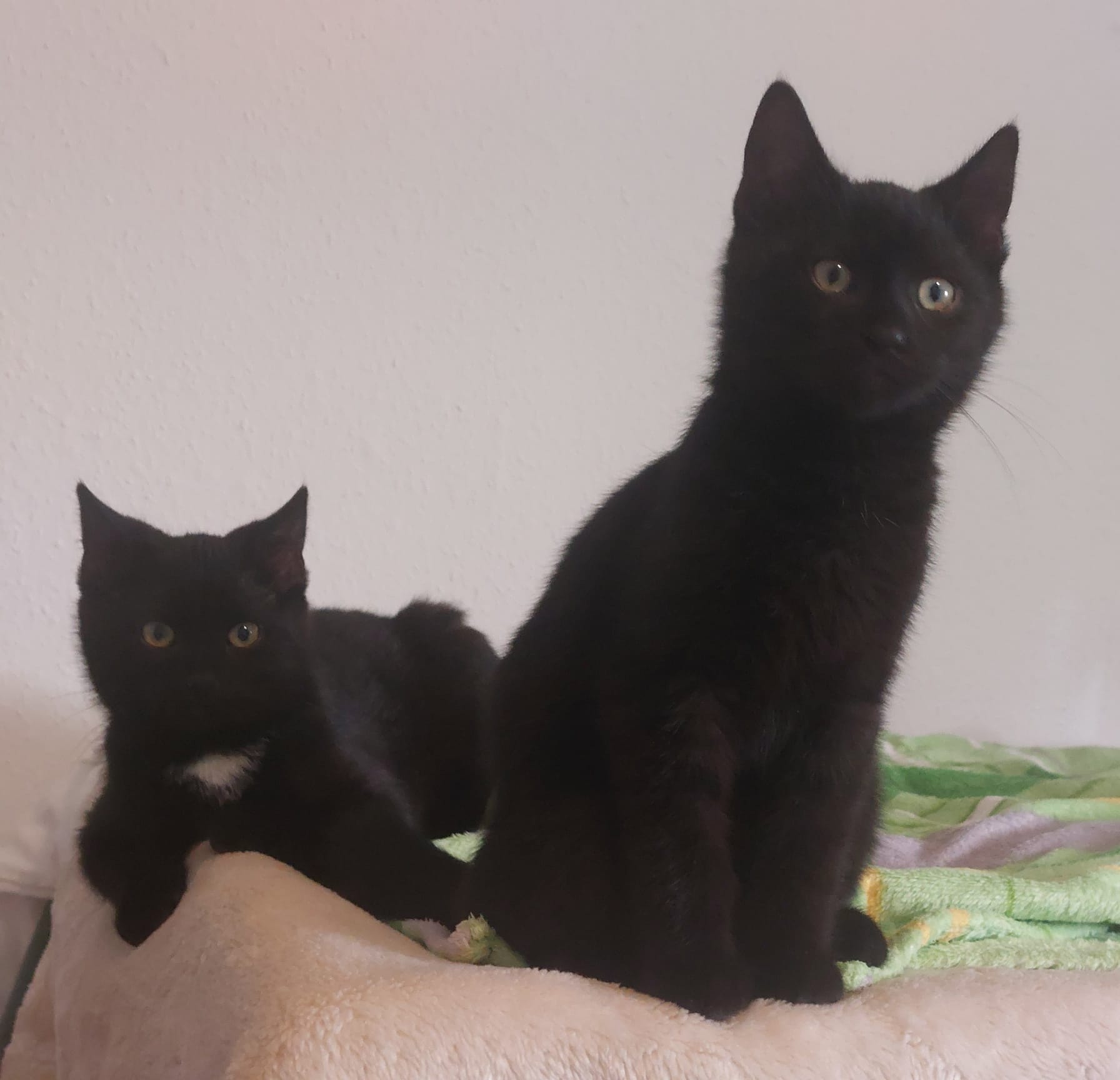 Katzen Toby und Tom Zuhause gesucht Tierheim Hoffnung für Tiere