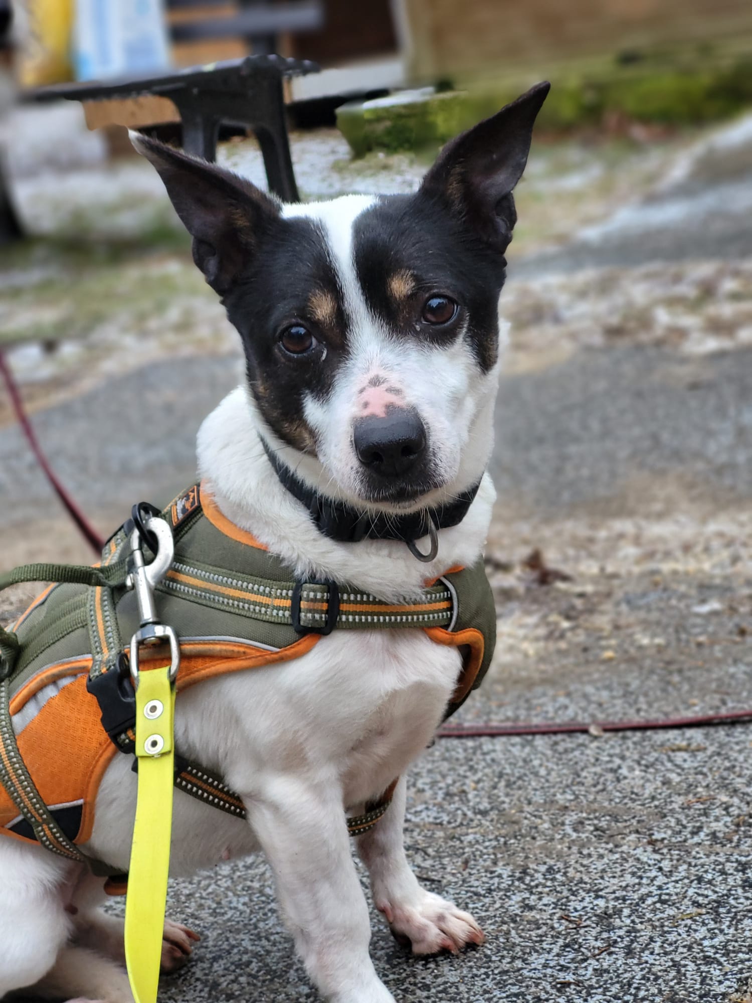 Hund Gertrude Zuhause gesucht Tierheim Hoffnung für Tiere
