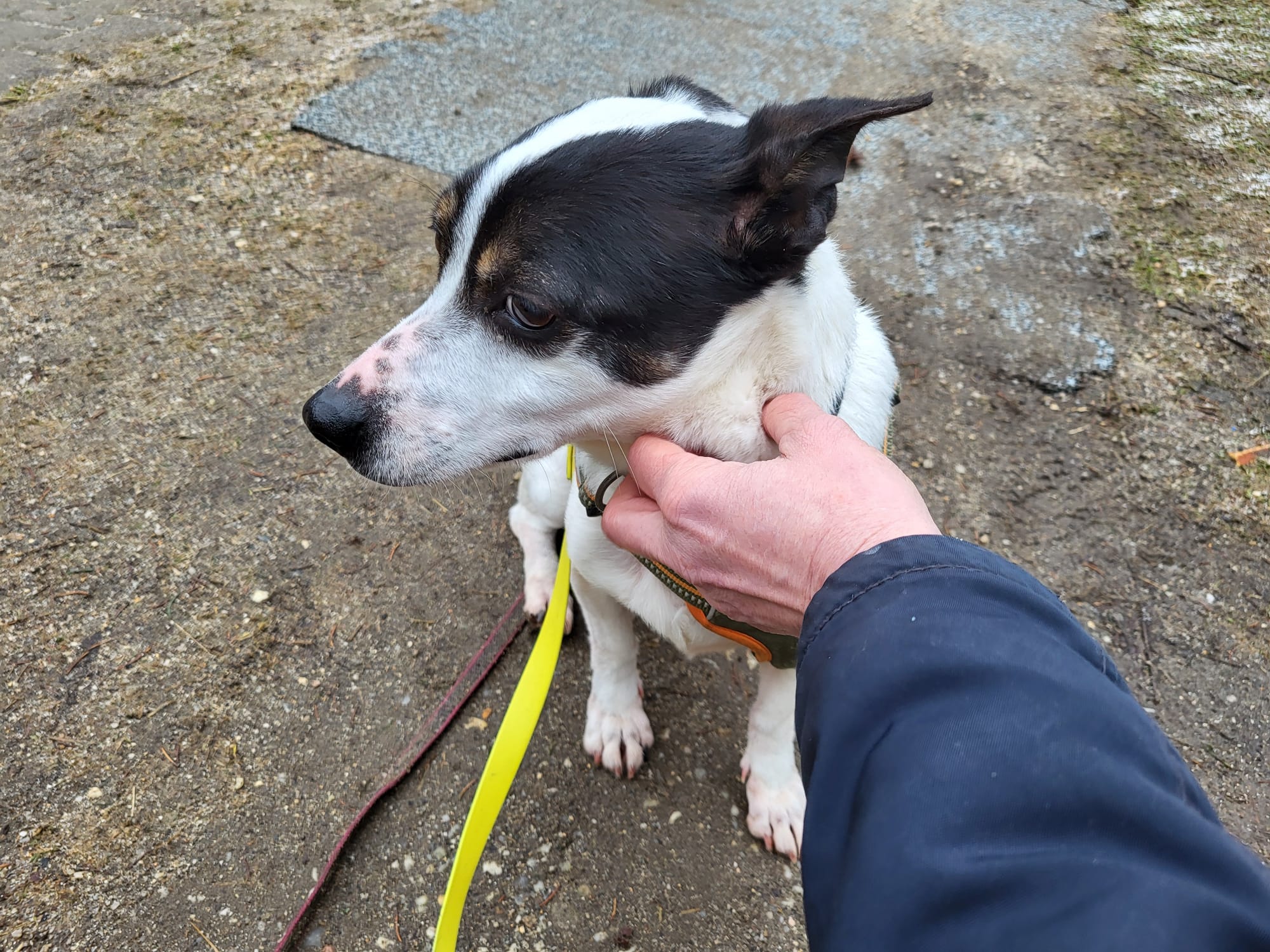 Hund Gertrude Zuhause gesucht Tierheim Hoffnung für Tiere