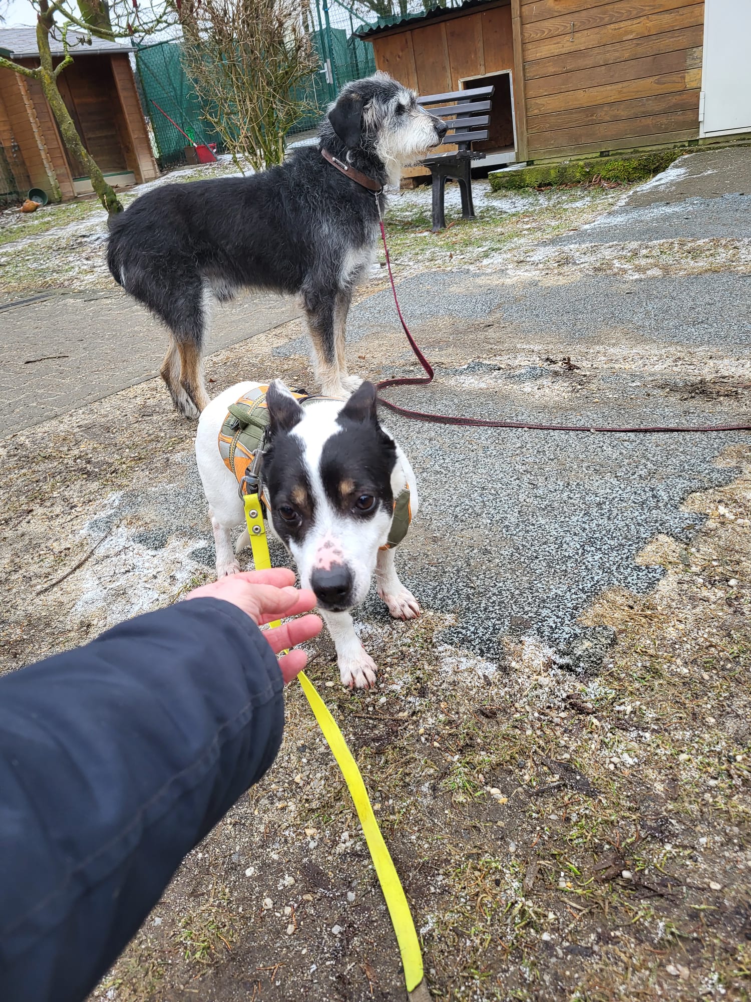 Hund Gertrude Zuhause gesucht Tierheim Hoffnung für Tiere