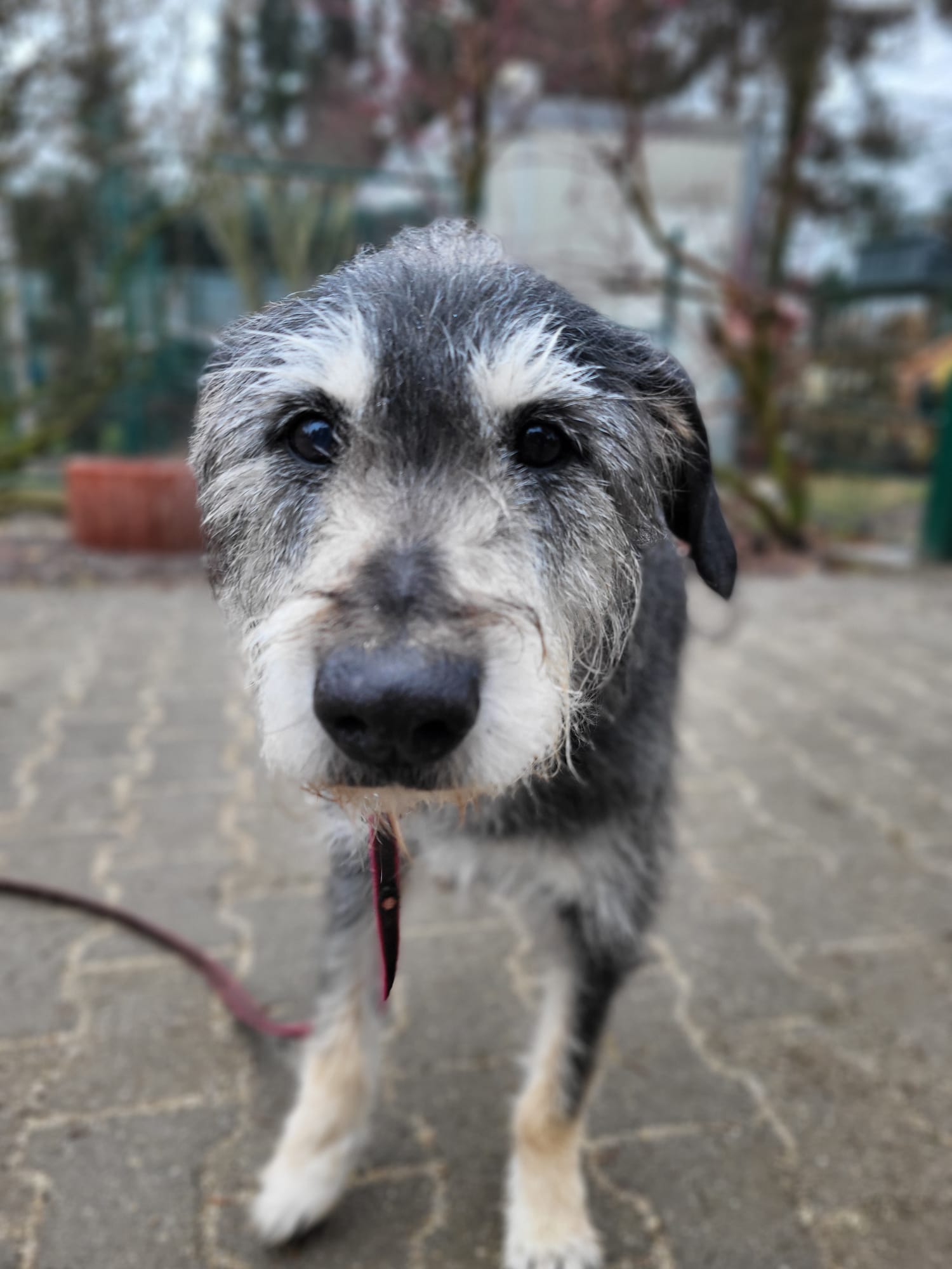 Hund Mumin Zuhause gesucht Tierheim Hoffnung für Tiere