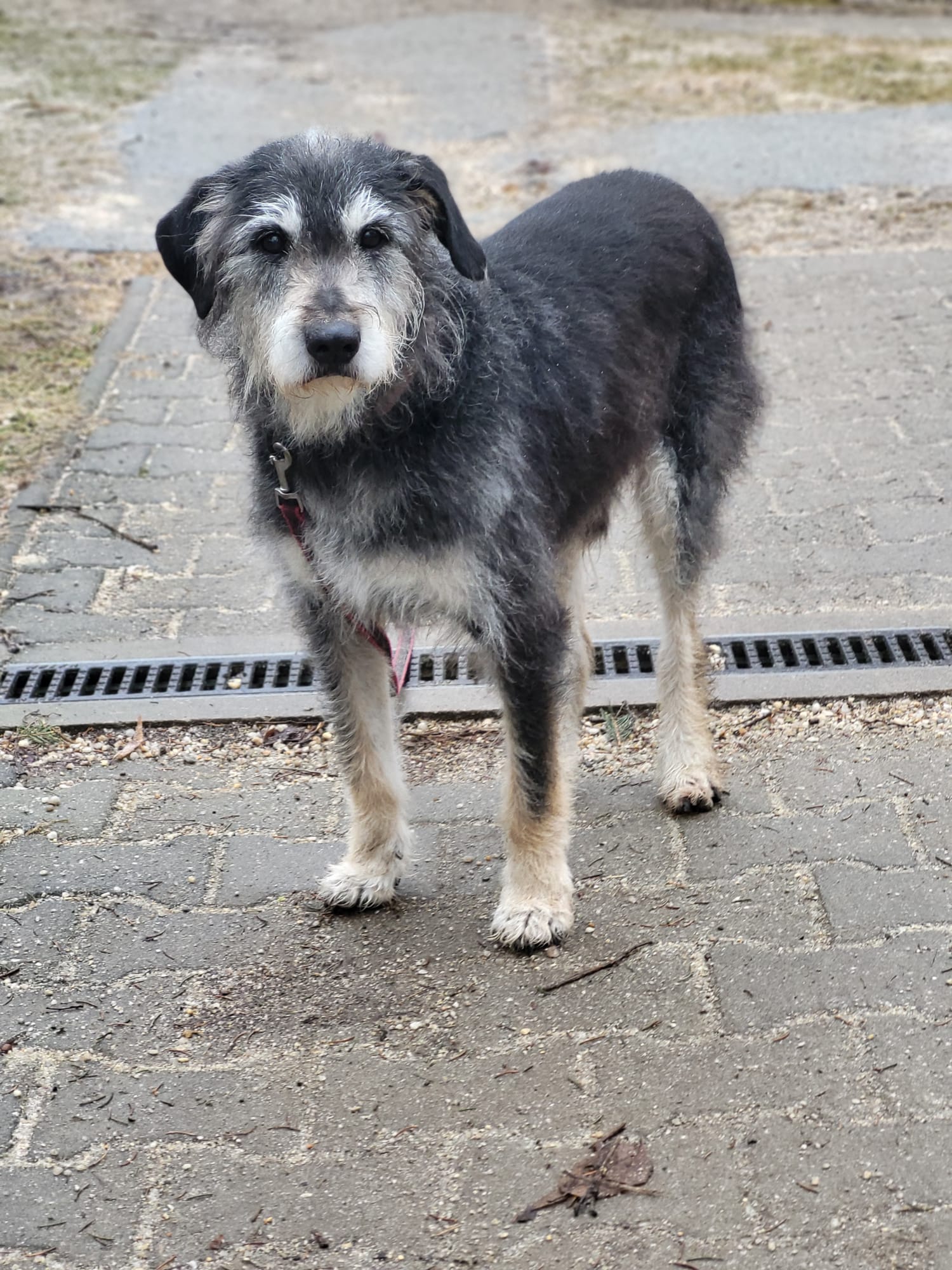 Hund Mumin Zuhause gesucht Tierheim Hoffnung für Tiere