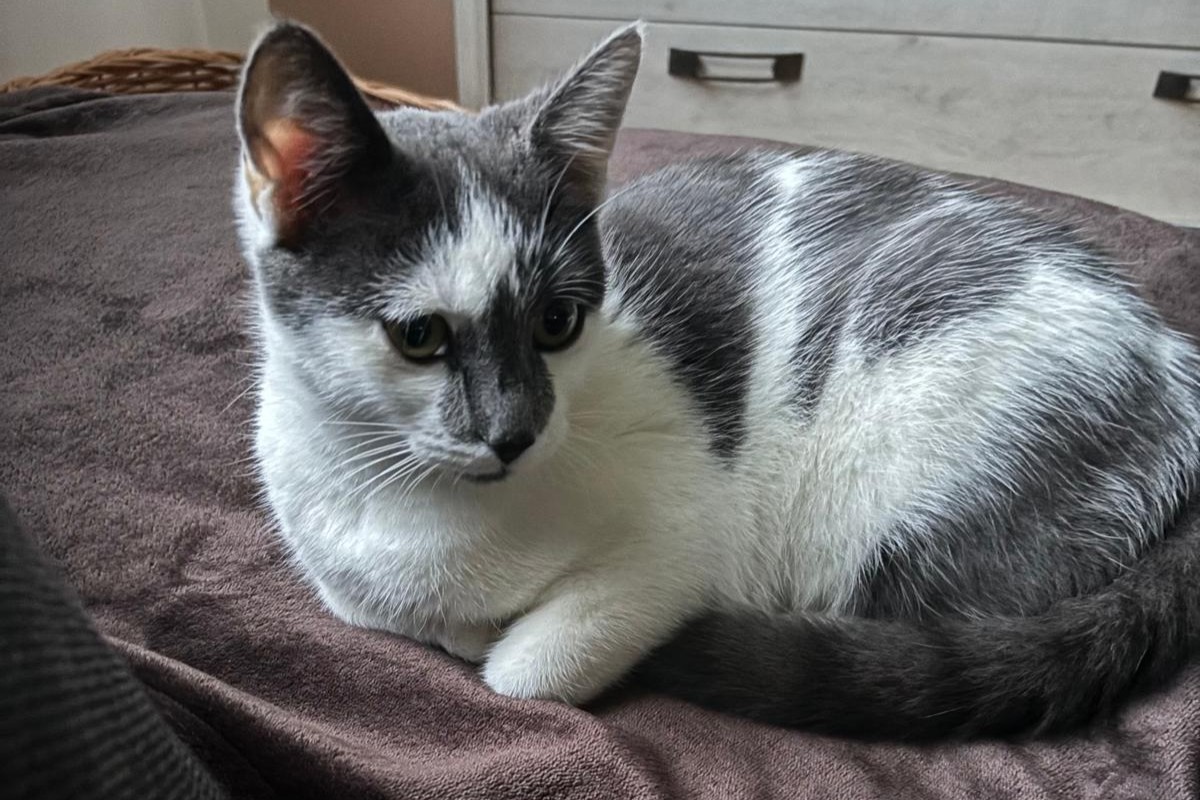 Vermisste Katze Bretnig