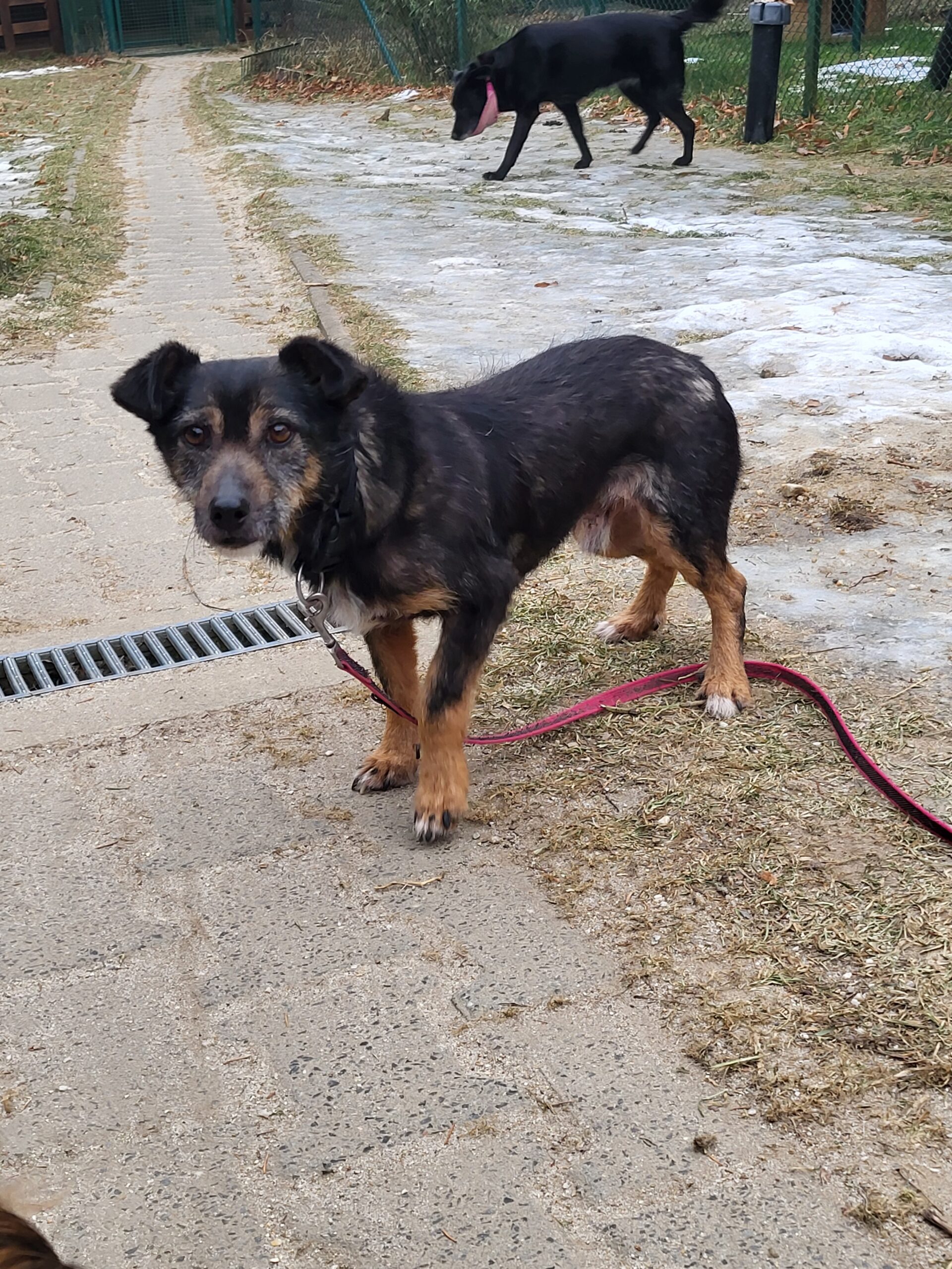 Hund Rysik Zuhause gesucht Tierheim Hoffnung für Tiere