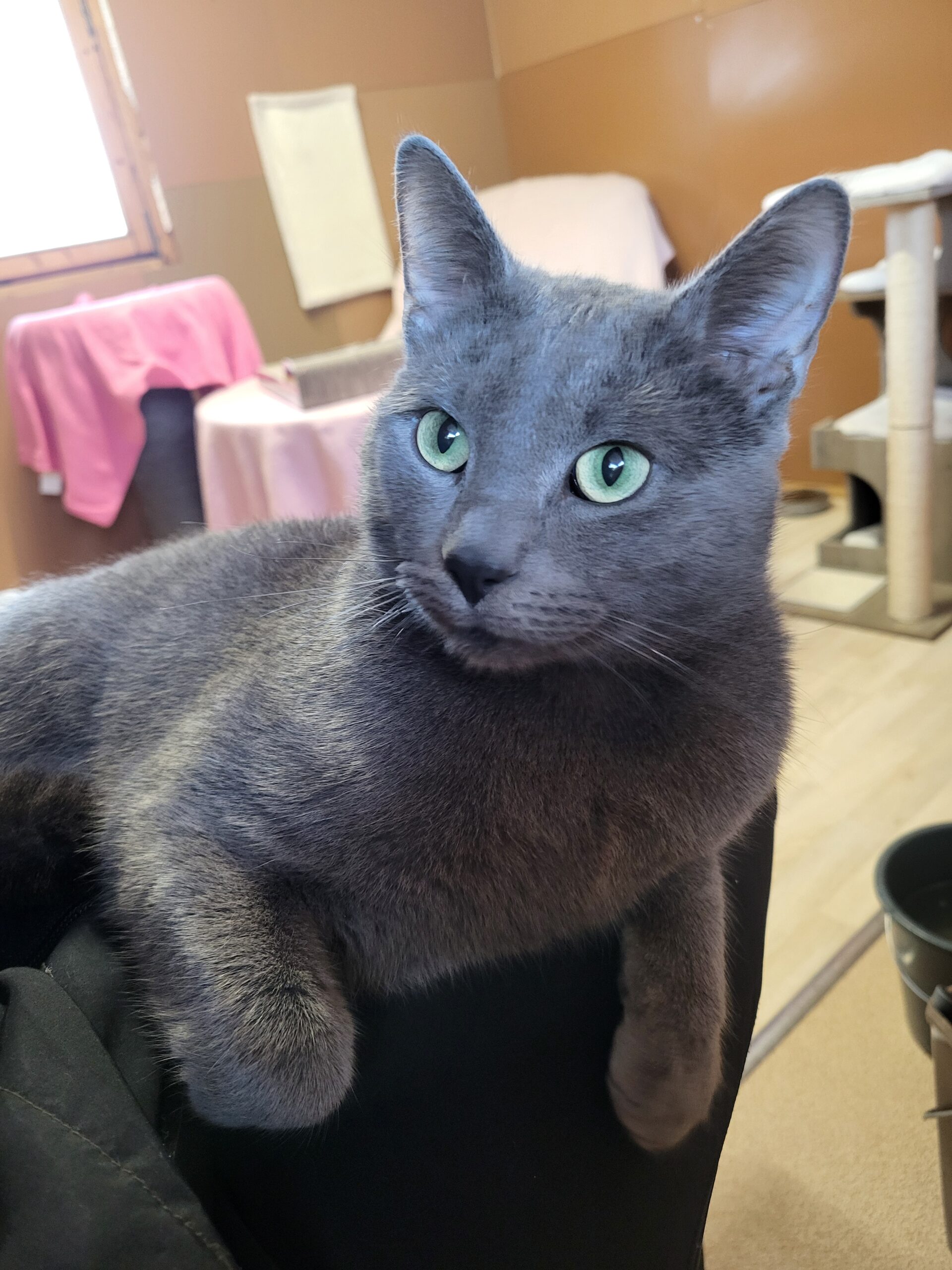 Katze Bali Zuhause gesucht Tierheim Hoffnung für Tiere