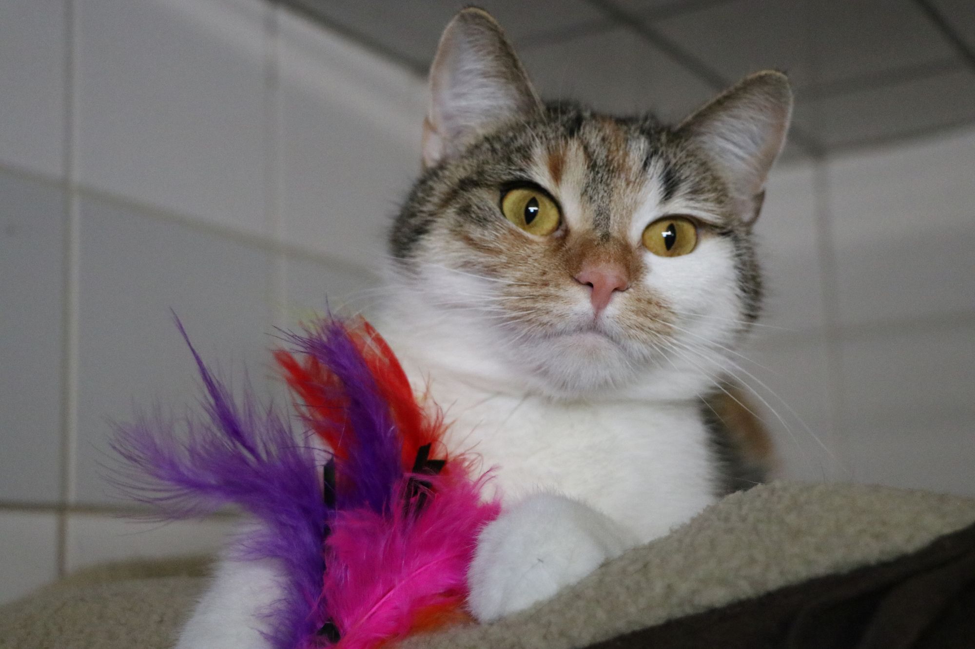 Katze Anastasia Zuhause gesucht Tierheim Hoffnung für Tiere