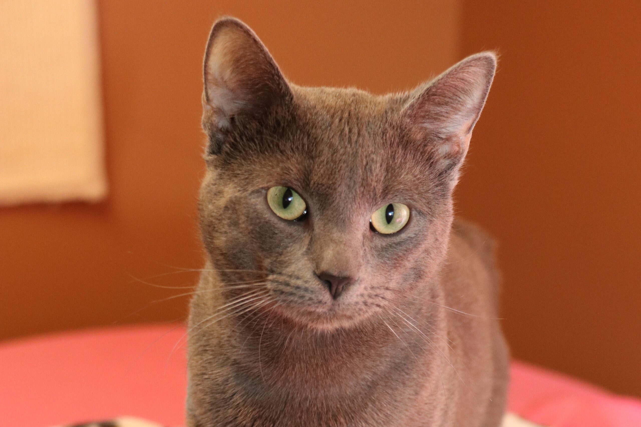 Katze Bali Zuhause gesucht Tierheim Hoffnung für Tiere