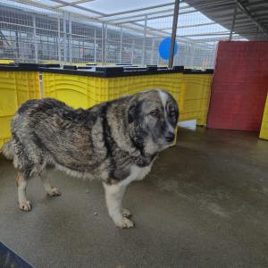 Hund Clara Smeura Rumänien