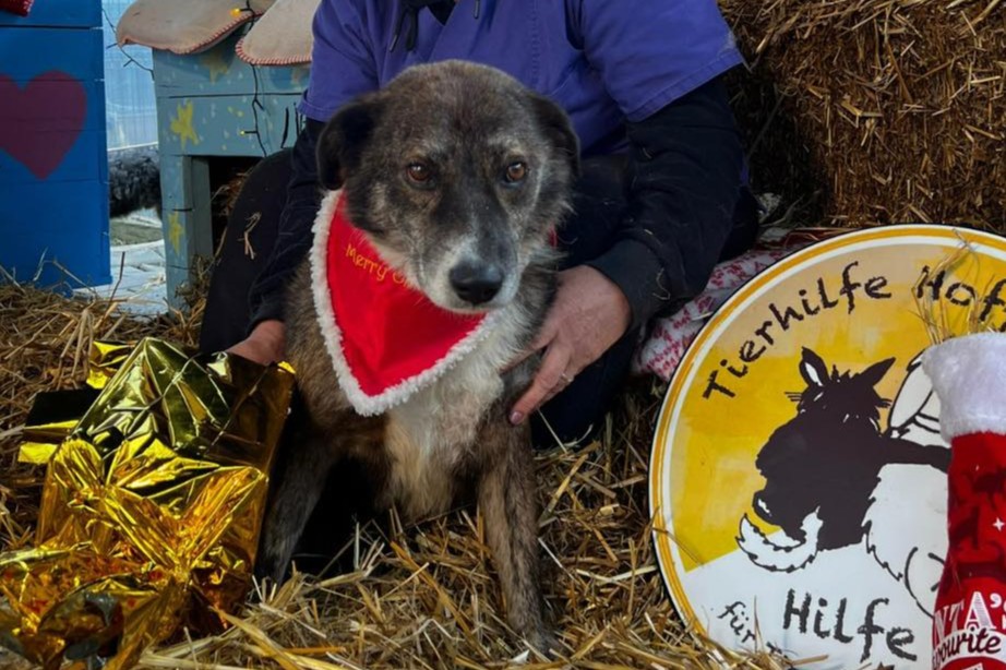 Hund Dean Smeura Rumänien