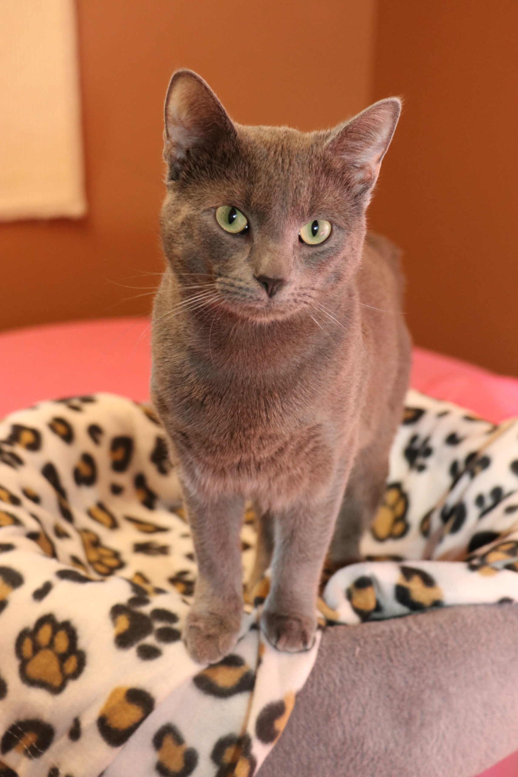 Katze Bali Zuhause gesucht Tierheim Hoffnung für Tiere