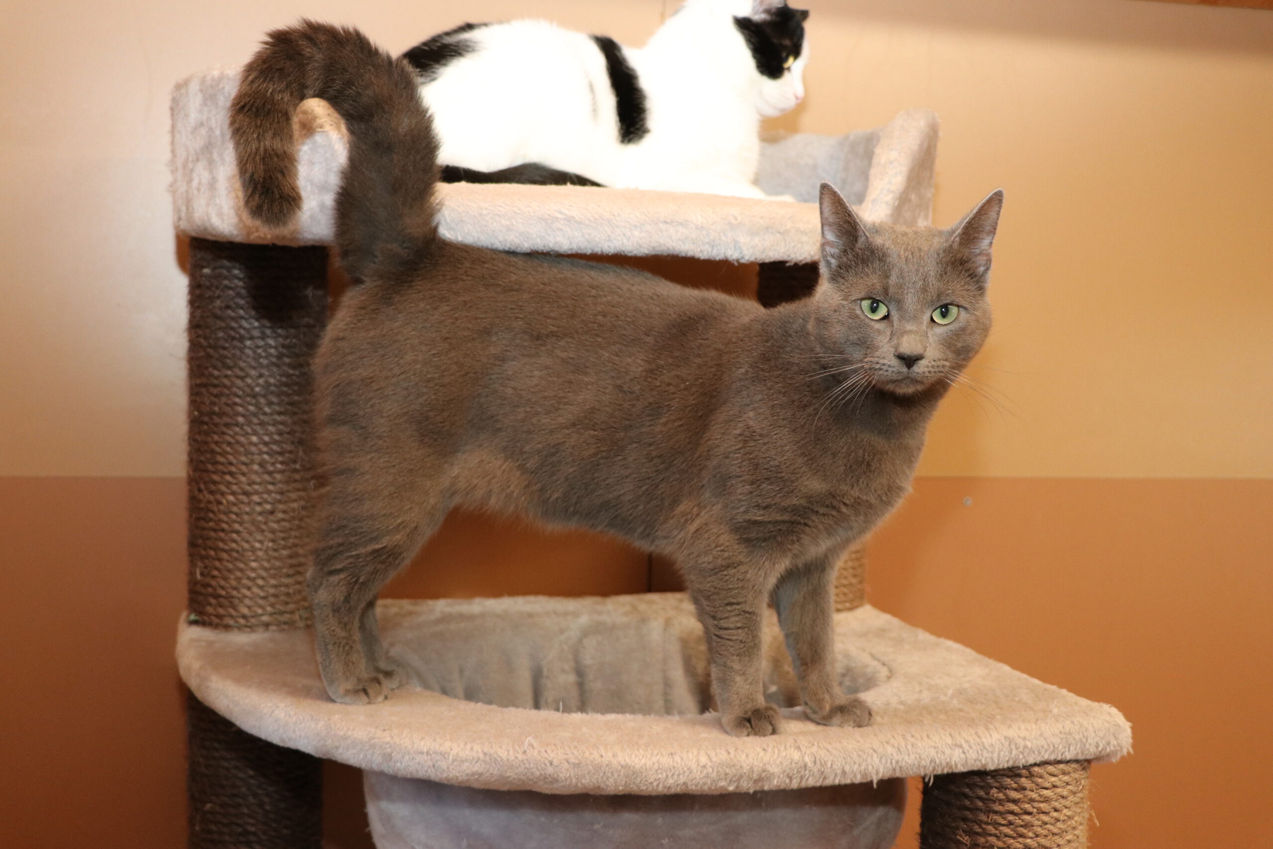 Katze Bali Zuhause gesucht Tierheim Hoffnung für Tiere