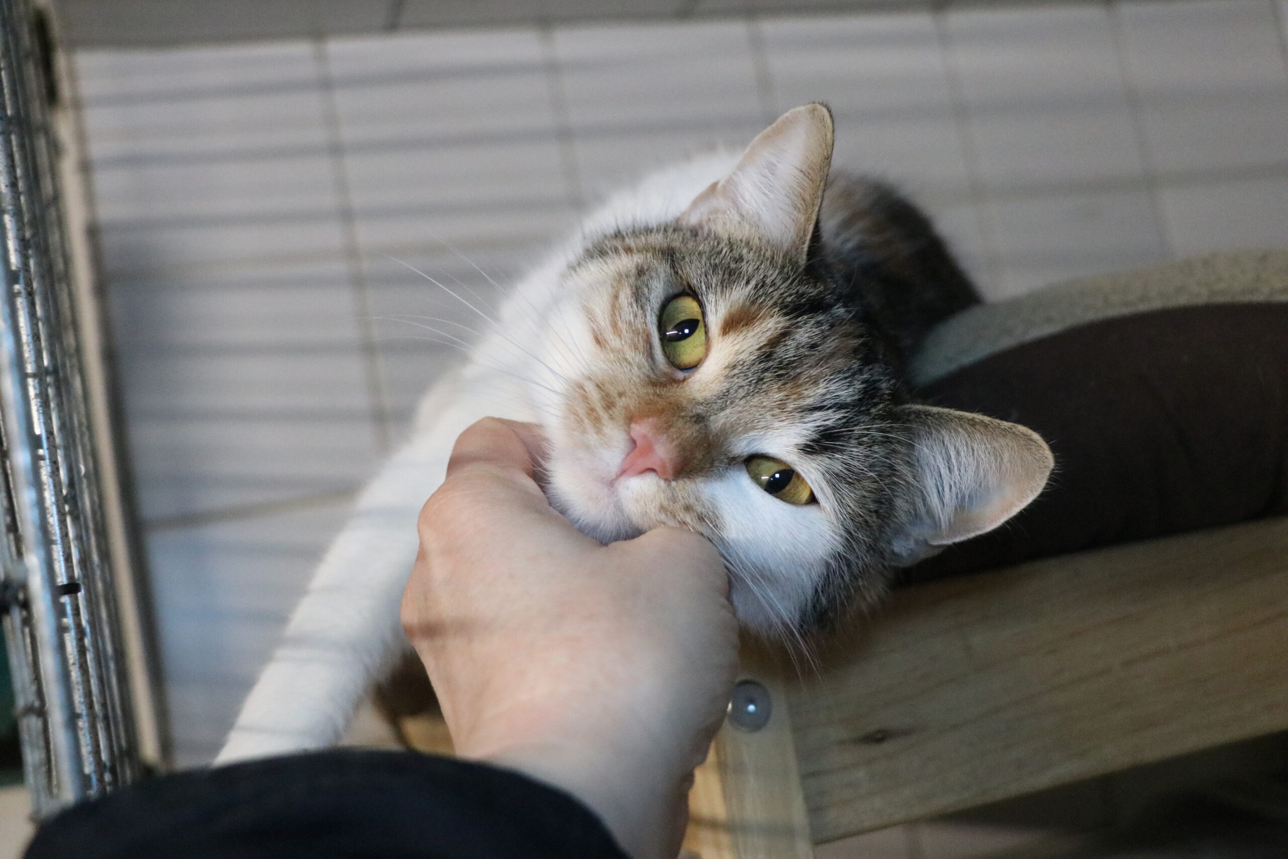 Anastasia Katze Anastasia Zuhause gesucht Tierheim Hoffnung für Tiere