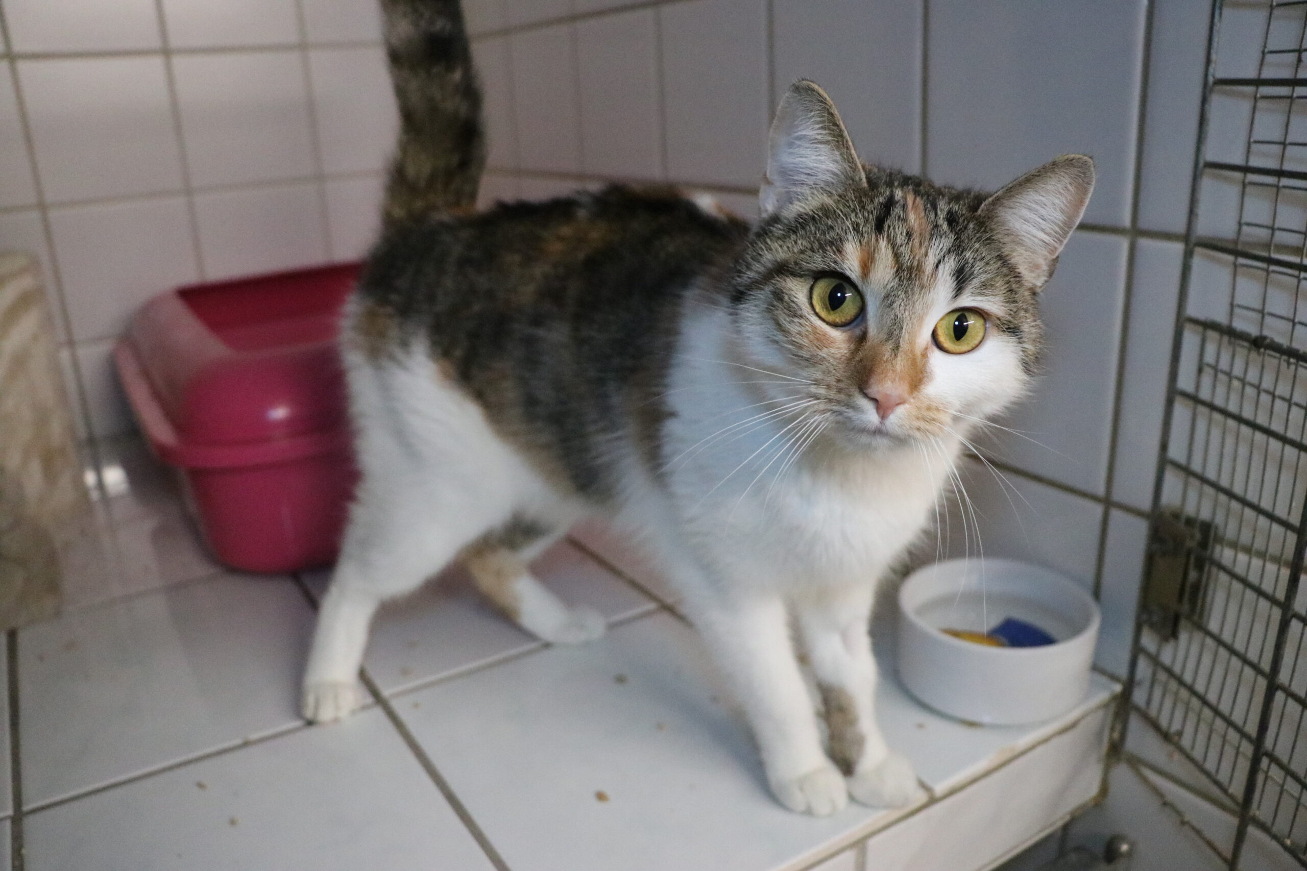 Anastasia Katze Anastasia Zuhause gesucht Tierheim Hoffnung für Tiere