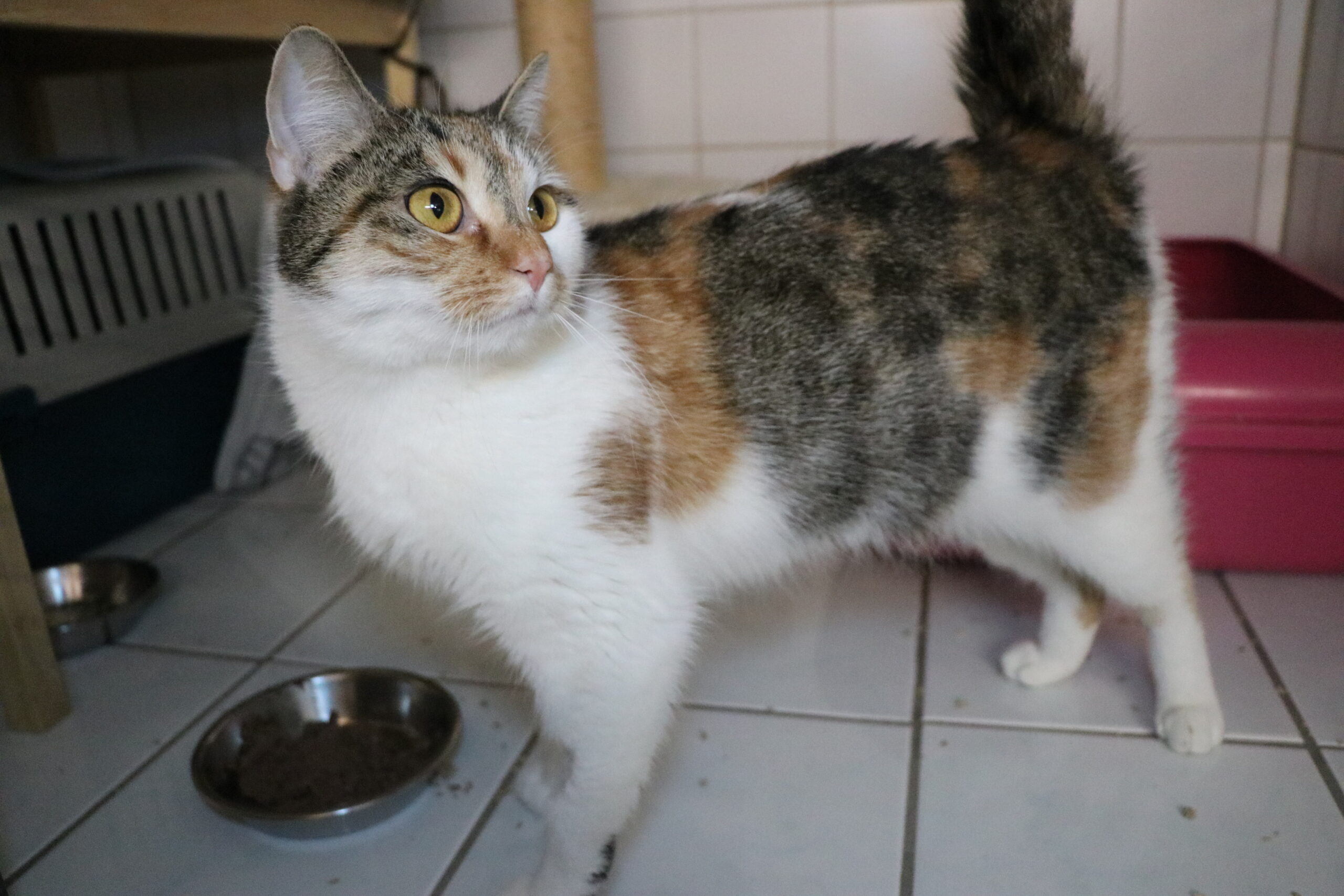 Anastasia Katze Anastasia Zuhause gesucht Tierheim Hoffnung für Tiere