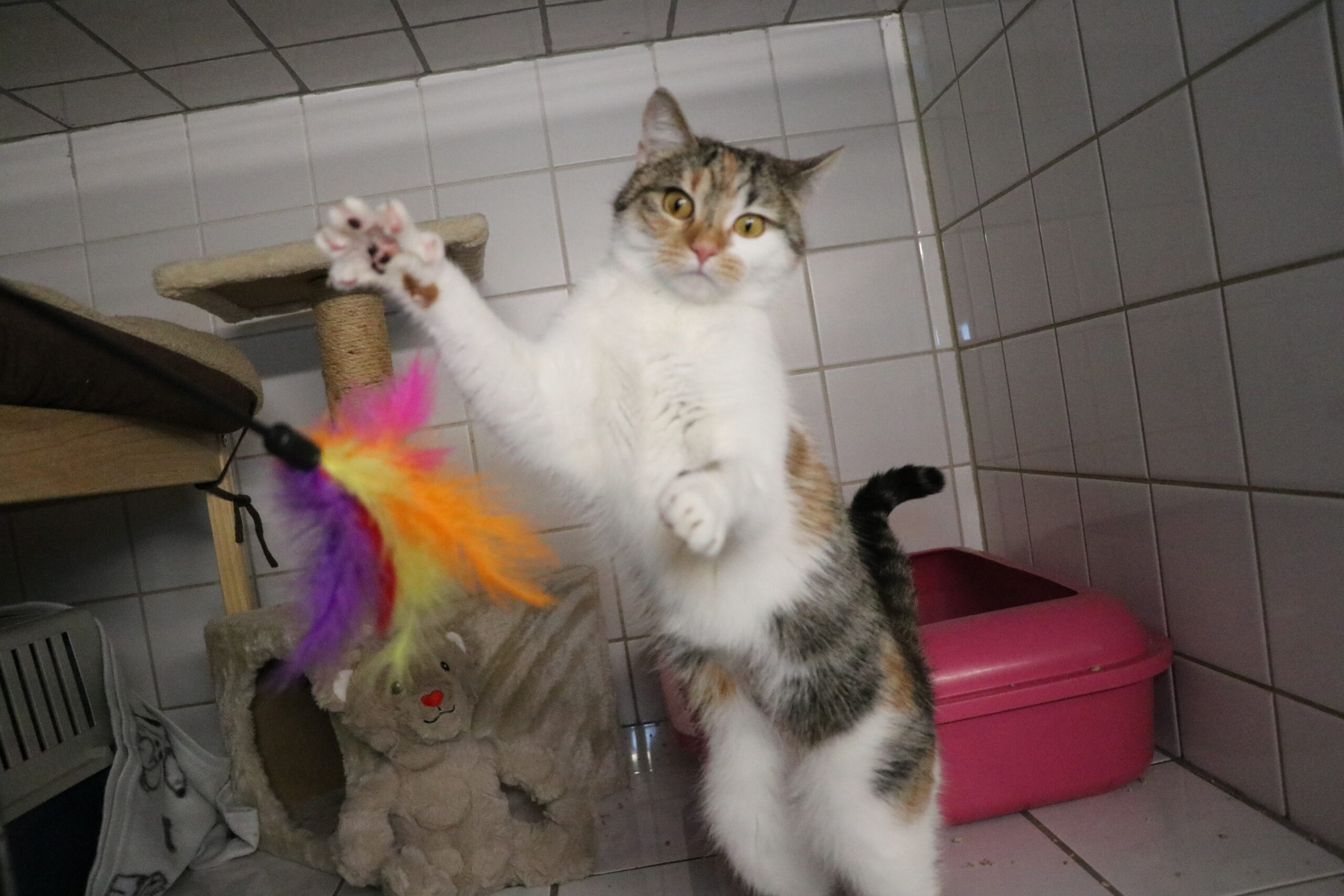 Anastasia Katze Anastasia Zuhause gesucht Tierheim Hoffnung für Tiere