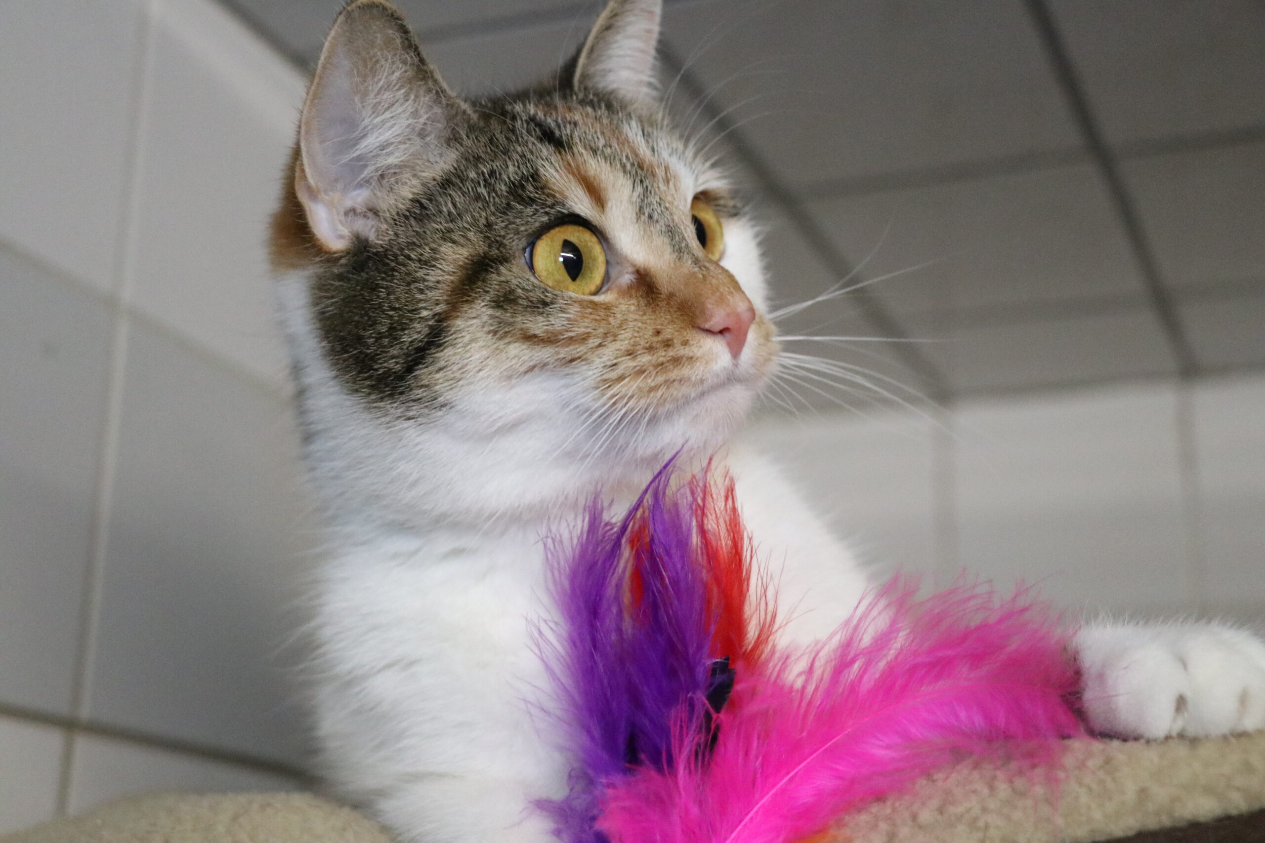 Anastasia Katze Anastasia Zuhause gesucht Tierheim Hoffnung für Tiere