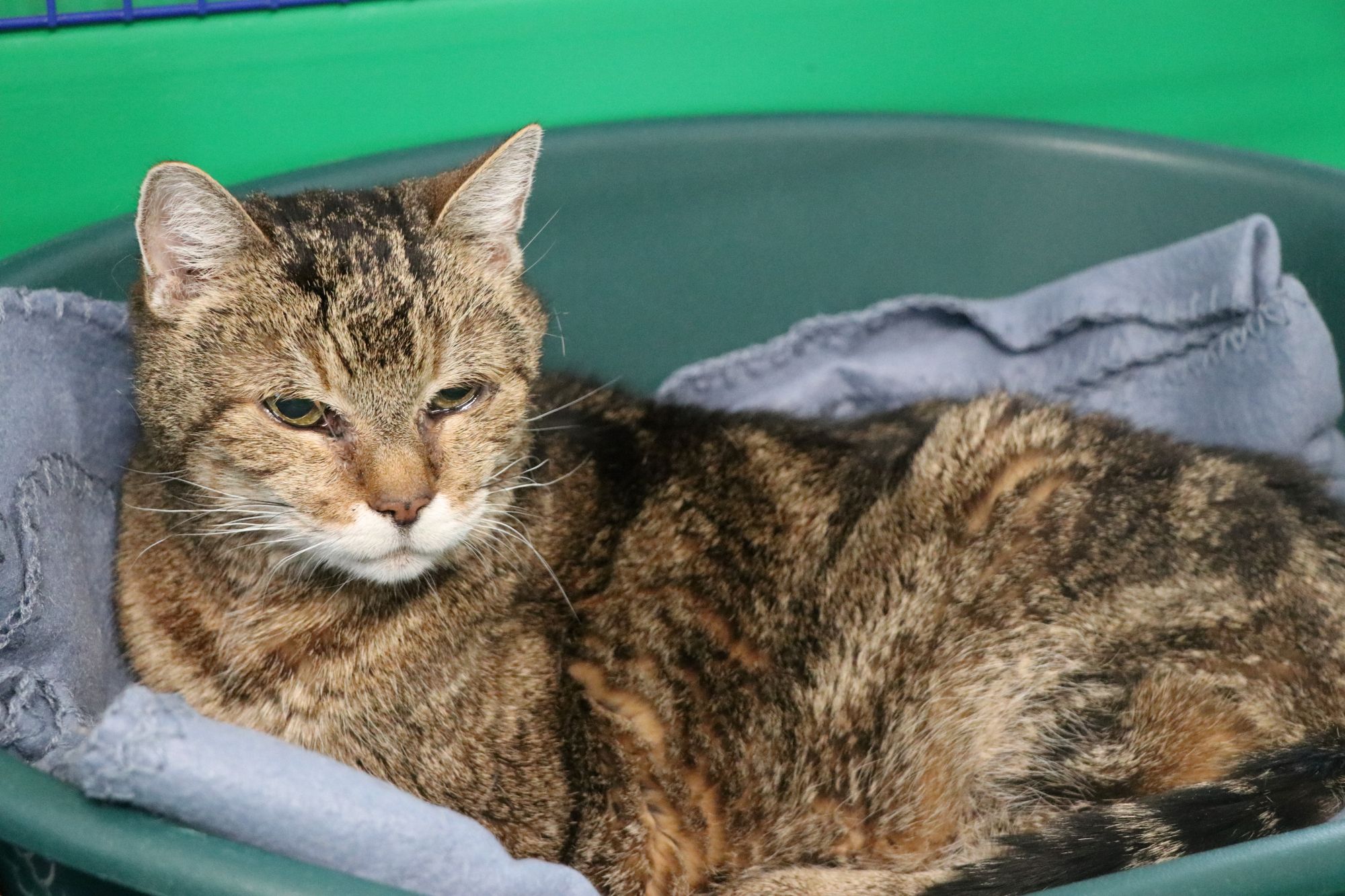 Katze Purzel Zuhause gesucht Tierheim Hoffnung für Tiere