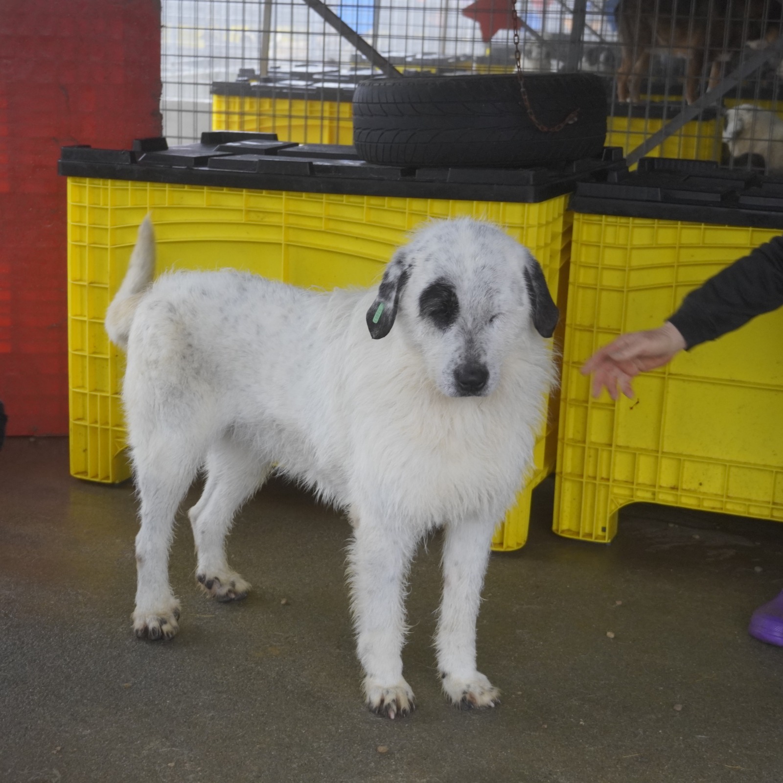 Hund Ula Rumänien Smeura