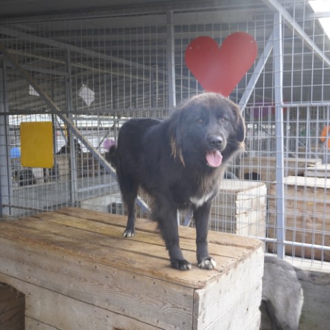 Hund Tilly Rumänien Smeura