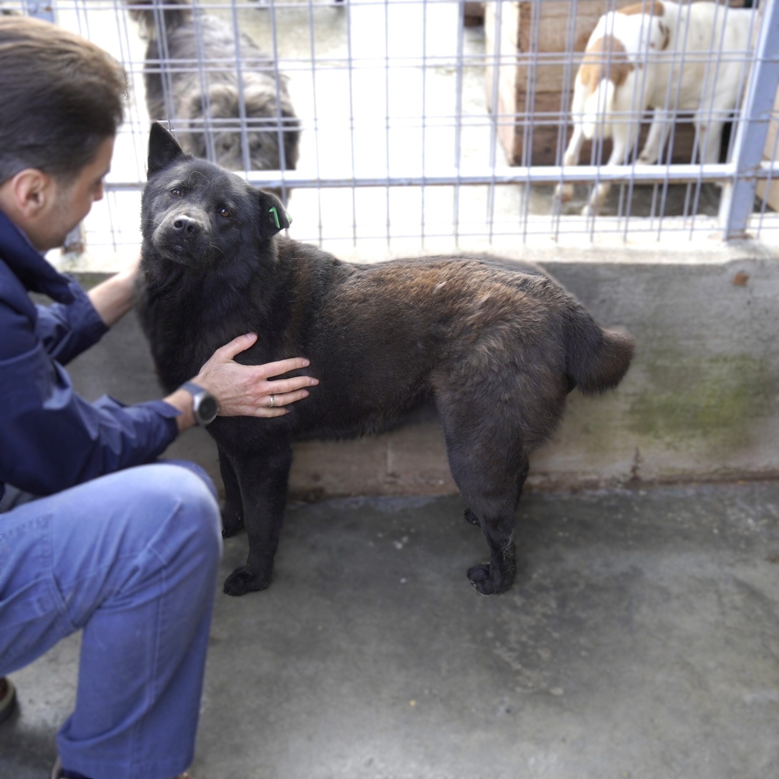 Hund Henriette Rumänien Smeura