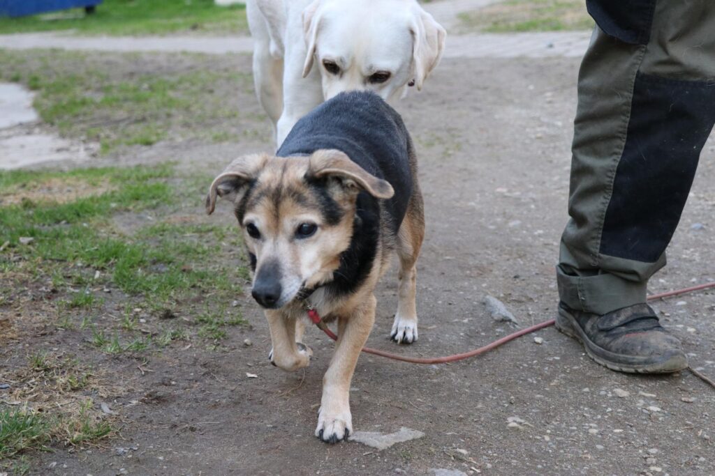 Hund Bandzior Zuhause gesucht Tierheim Hoffnung für Tiere