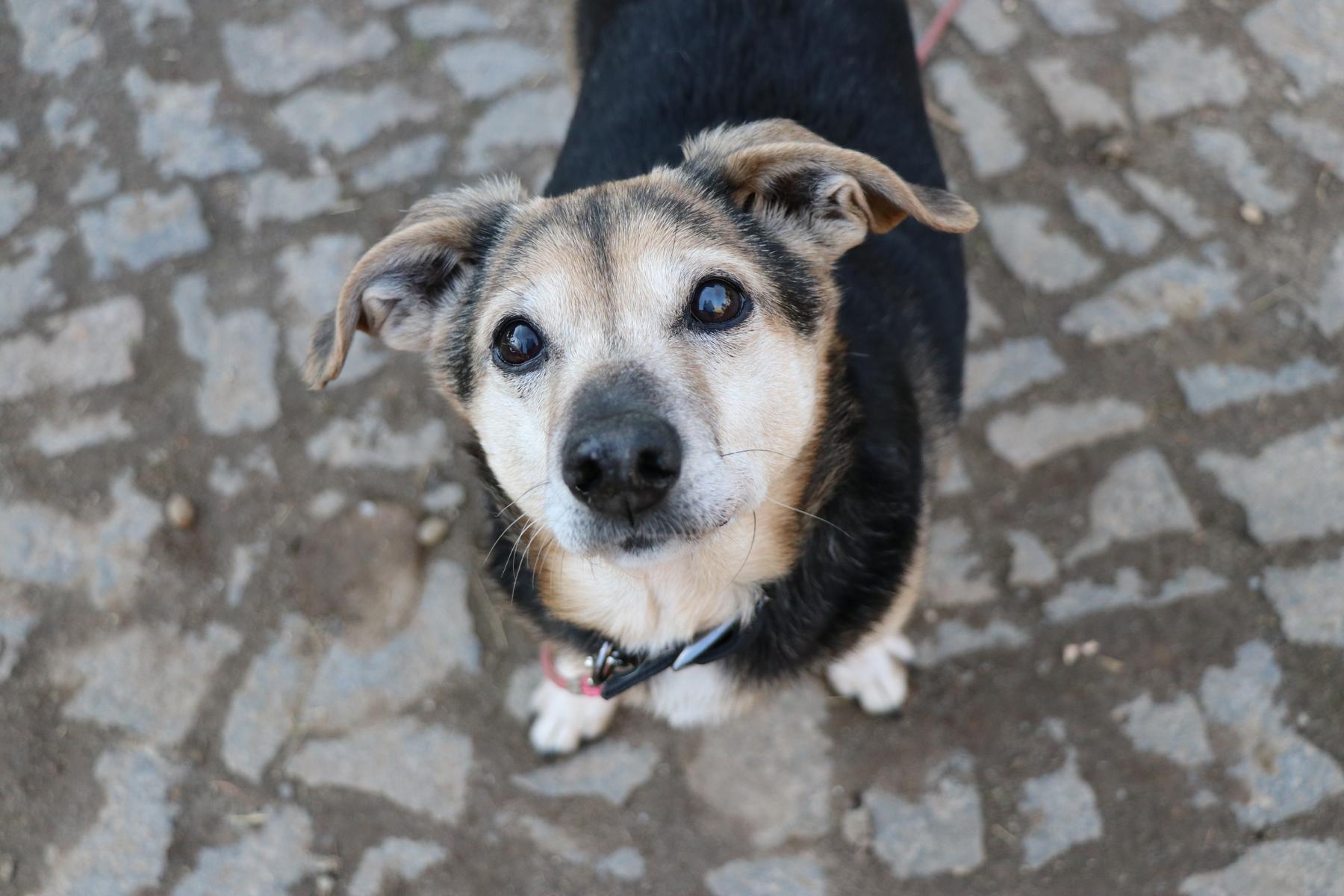 Hund Bandzior Zuhause gesucht Tierheim Hoffnung für Tiere