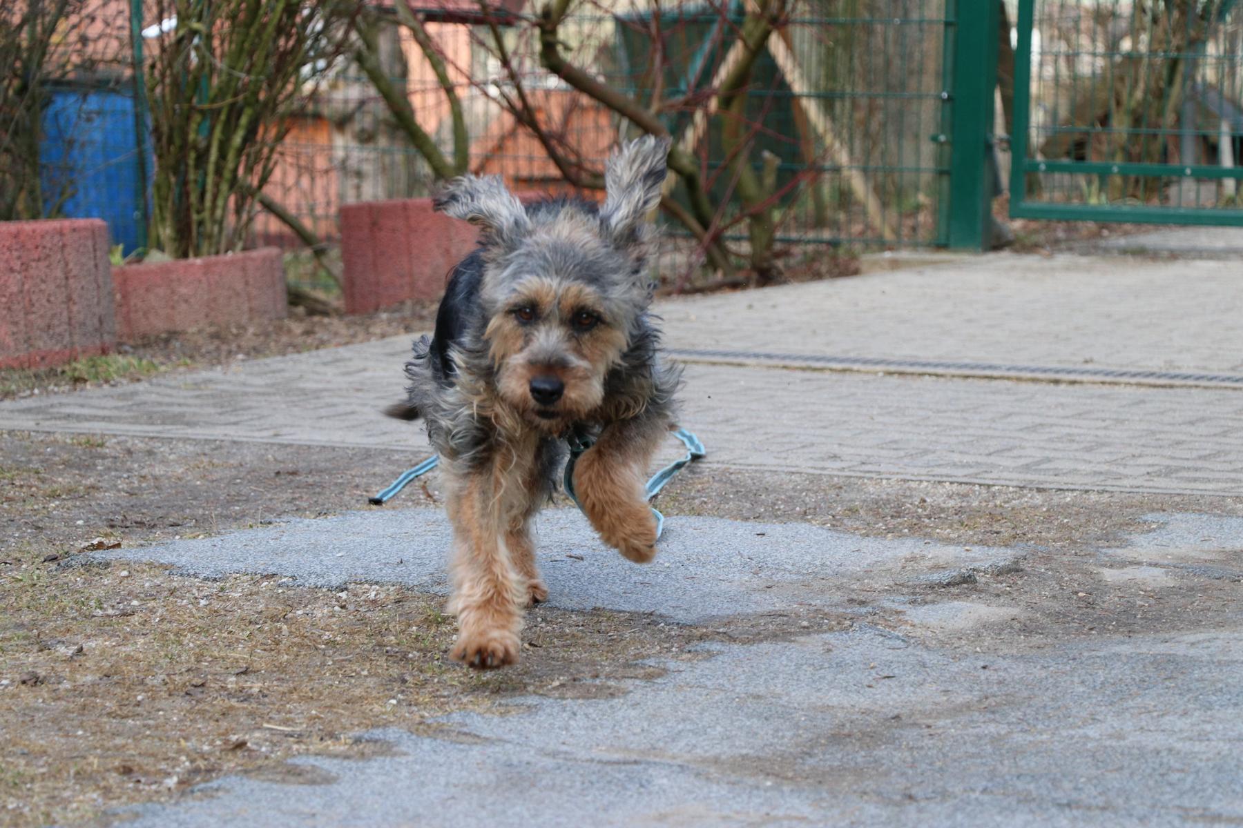 Hund Bonny Zuhause gesucht Tierheim Hoffnung für Tiere