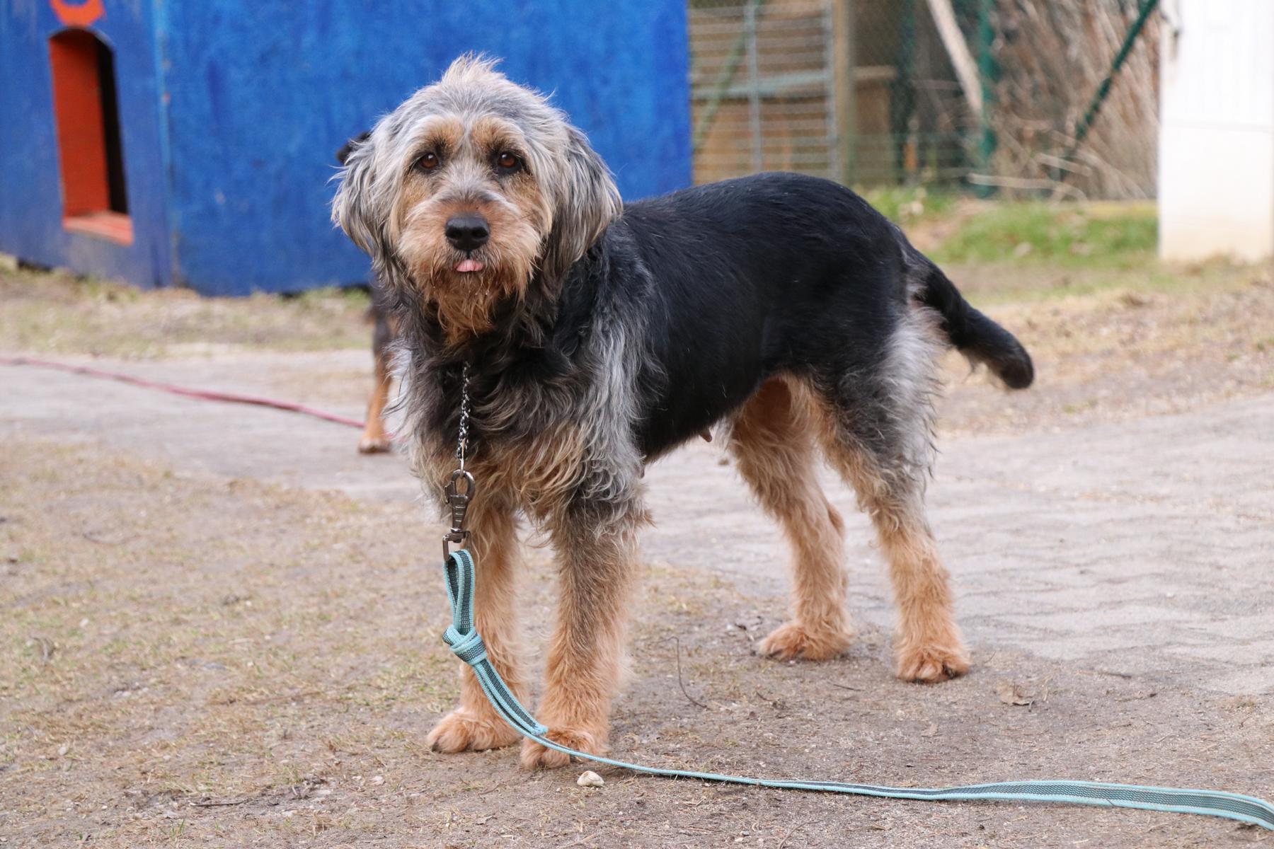 Hund Bonny Zuhause gesucht Tierheim Hoffnung für Tiere
