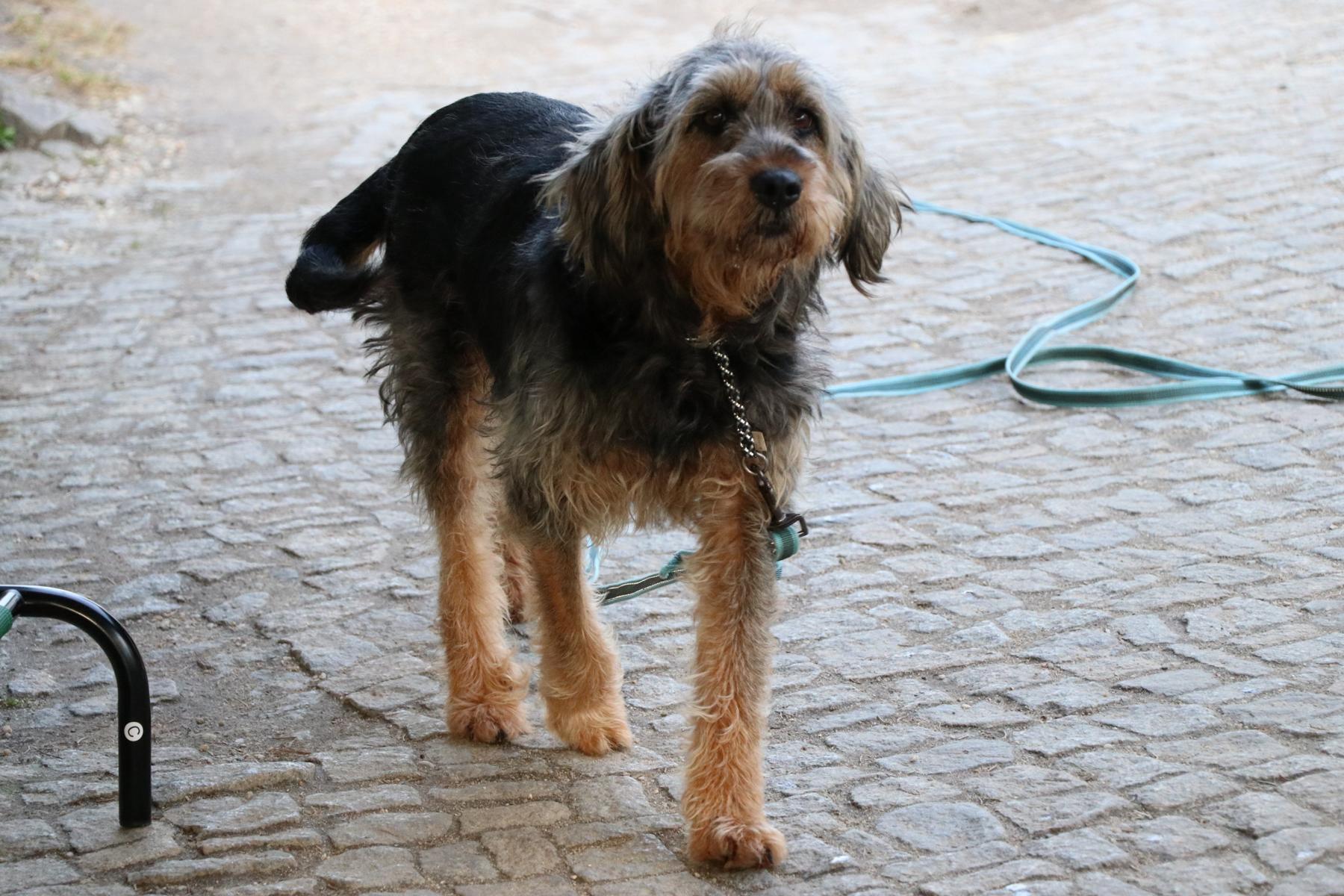 Hund Bonny Zuhause gesucht Tierheim Hoffnung für Tiere