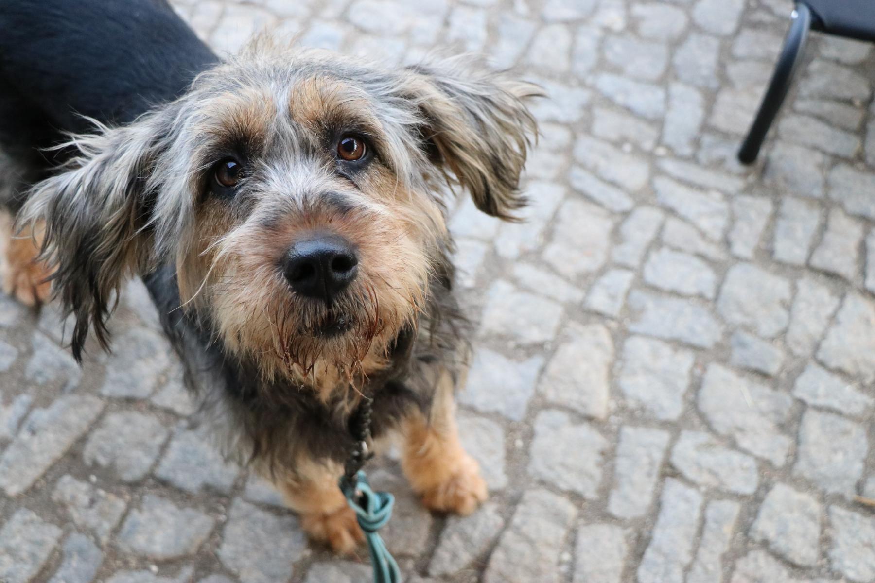 Hund Bonny Tierheim Hoffnung für Tiere