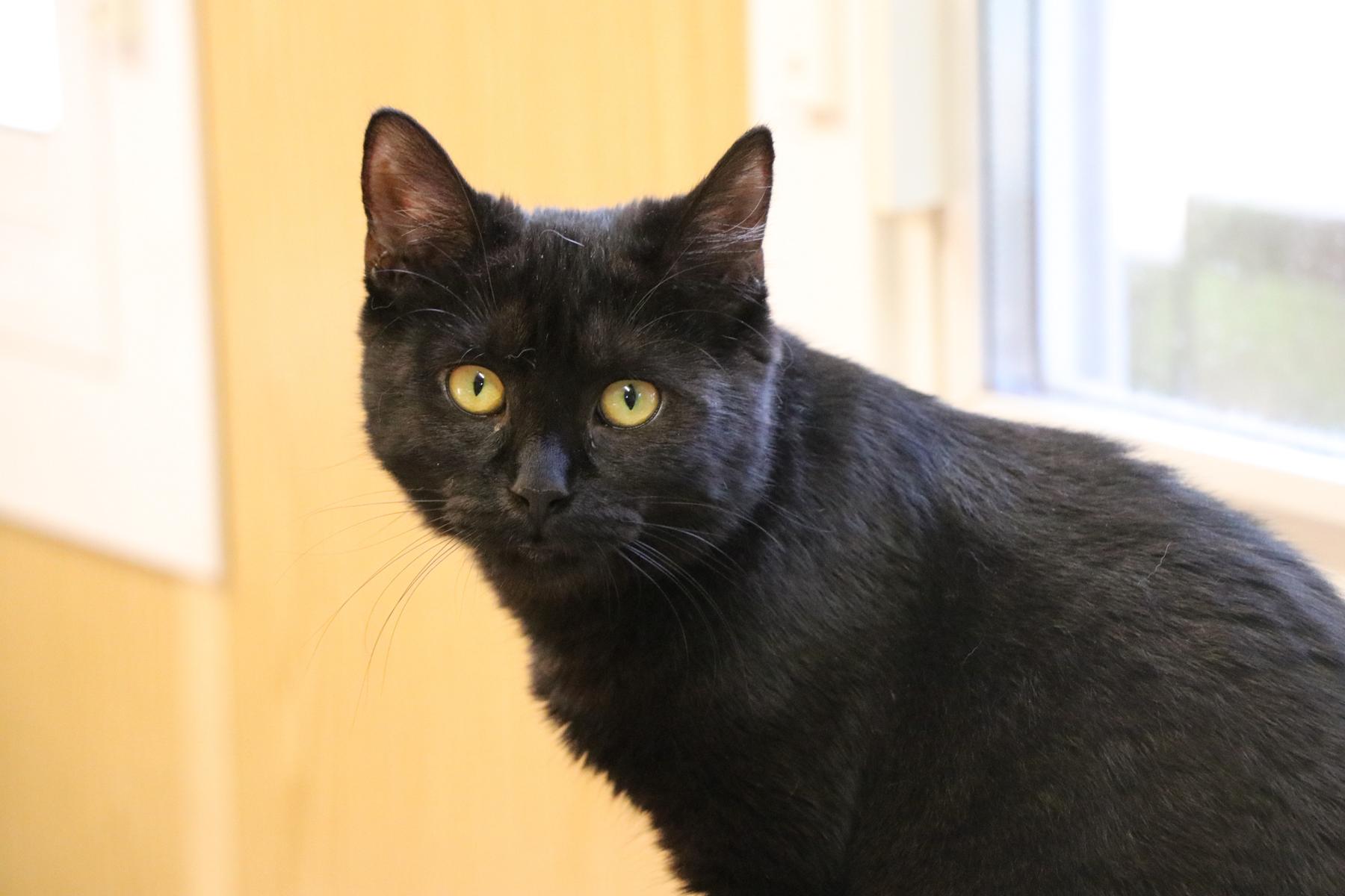 Katze Carlypso Zuhause gesucht Tierheim Hoffnung für Tiere