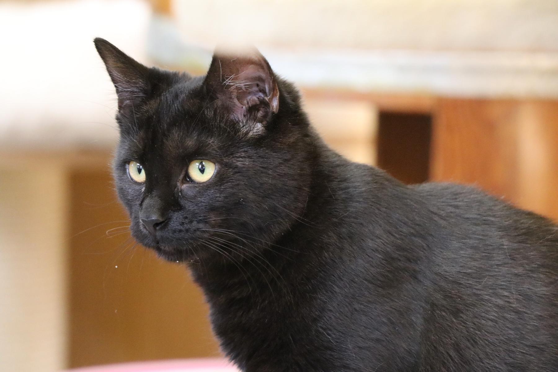 Channing kam bereits als kleines Katzenkind ins Tierheim und hatte bisher leider nie das Glück, eine eigene Familie zu finden. Damit sich das endlich ändert, wurde er von einem anderen Tierschutzverein übernommen und wartet nun bei uns auf seine Chance. Anfangs ist Channing noch etwas zurückhaltend und vorsichtig. Neue Situationen schaut er sich erst einmal in Ruhe an. Doch als junger Kater hält er es nicht lange im Versteck aus – seine Neugier ist einfach zu groß. Schnell zeigt sich dann sein verspieltes, fröhliches Wesen. Er ist ein sehr liebes, sanftes und noch recht zartes Katerchen, das mit ein wenig Geduld immer mehr Vertrauen fasst. Ganz besonders hängt Channing an Katzendame Carlypso. Die beiden haben sich im Tierheim kennengelernt und sind eng miteinander verbunden. Sie geben sich gegenseitig Sicherheit und Orientierung. Es wäre daher wunderschön, wenn sie für immer zusammenbleiben und gemeinsam in ihr neues Zuhause ziehen dürften. Kater Channing ist eine reine Wohnungskatze und wünscht sich ein liebevolles, ruhiges Zuhause, in dem er ankommen und aufblühen darf – am liebsten natürlich an der Seite von Carlypso.