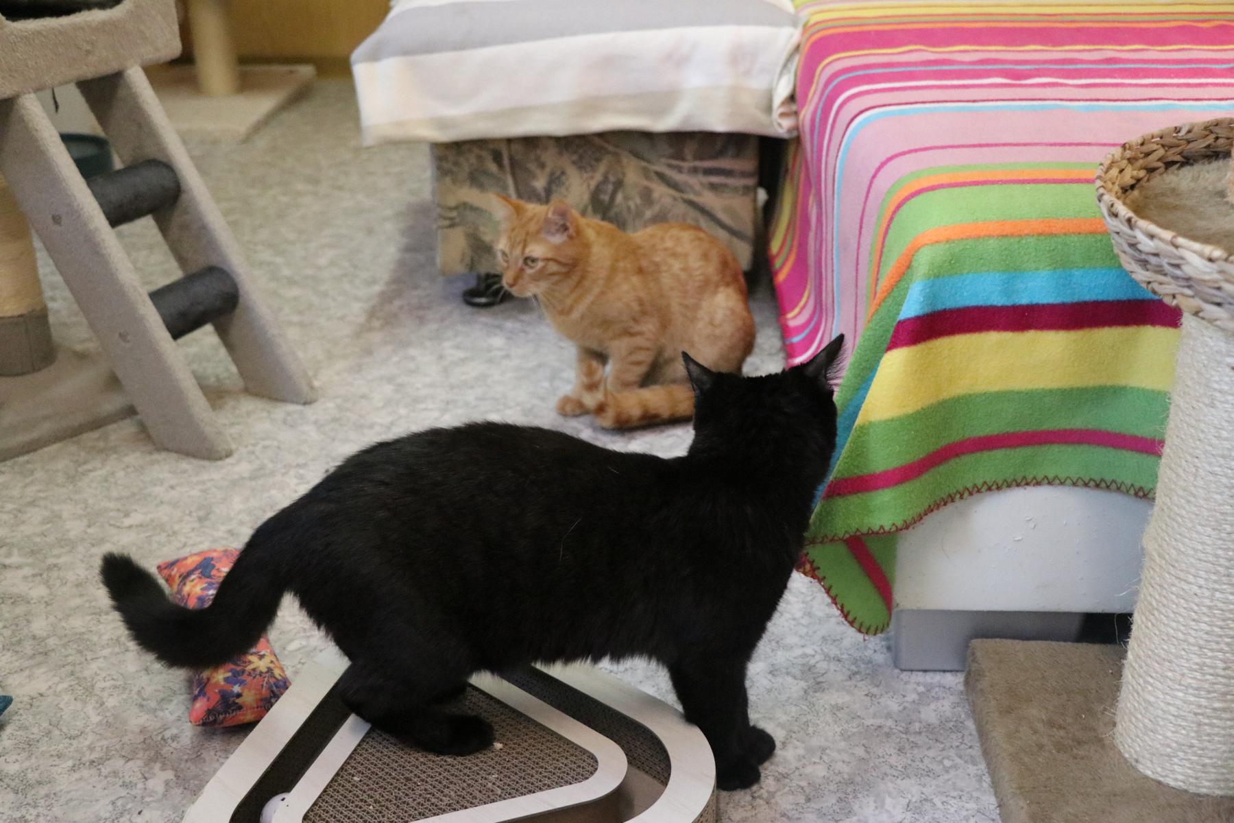 Channing kam bereits als kleines Katzenkind ins Tierheim und hatte bisher leider nie das Glück, eine eigene Familie zu finden. Damit sich das endlich ändert, wurde er von einem anderen Tierschutzverein übernommen und wartet nun bei uns auf seine Chance. Anfangs ist Channing noch etwas zurückhaltend und vorsichtig. Neue Situationen schaut er sich erst einmal in Ruhe an. Doch als junger Kater hält er es nicht lange im Versteck aus – seine Neugier ist einfach zu groß. Schnell zeigt sich dann sein verspieltes, fröhliches Wesen. Er ist ein sehr liebes, sanftes und noch recht zartes Katerchen, das mit ein wenig Geduld immer mehr Vertrauen fasst. Ganz besonders hängt Channing an Katzendame Carlypso. Die beiden haben sich im Tierheim kennengelernt und sind eng miteinander verbunden. Sie geben sich gegenseitig Sicherheit und Orientierung. Es wäre daher wunderschön, wenn sie für immer zusammenbleiben und gemeinsam in ihr neues Zuhause ziehen dürften. Kater Channing ist eine reine Wohnungskatze und wünscht sich ein liebevolles, ruhiges Zuhause, in dem er ankommen und aufblühen darf – am liebsten natürlich an der Seite von Carlypso.