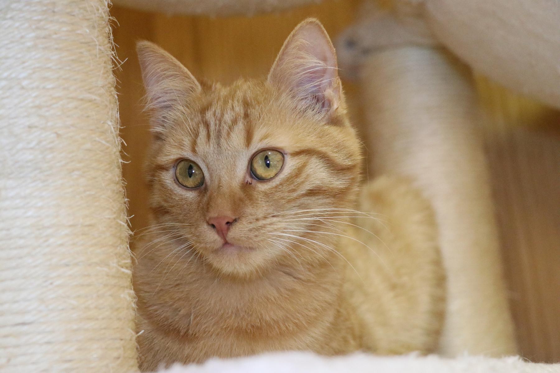 Katze Channing Zuhause gesucht Tierheim Hoffnung für Tiere