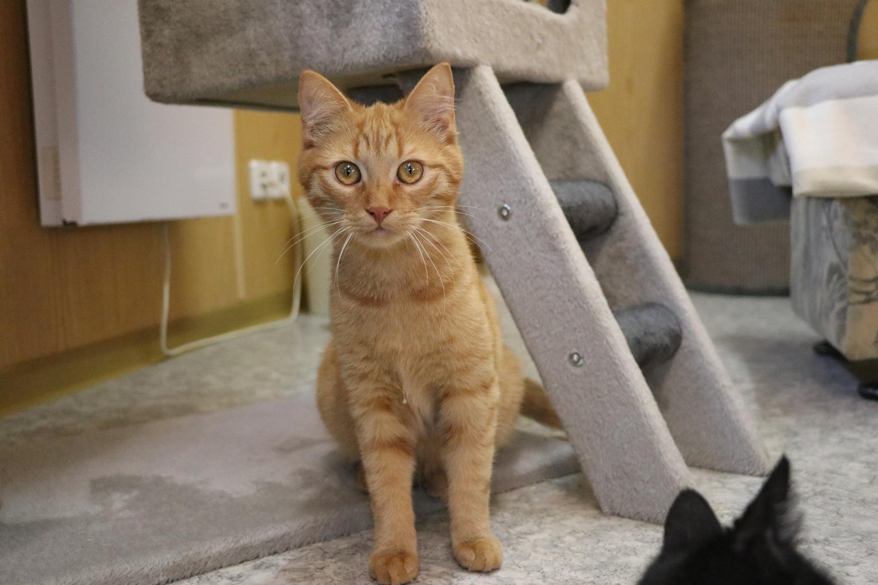 Katze Channing Zuhause gesucht Tierheim Hoffnung für Tiere