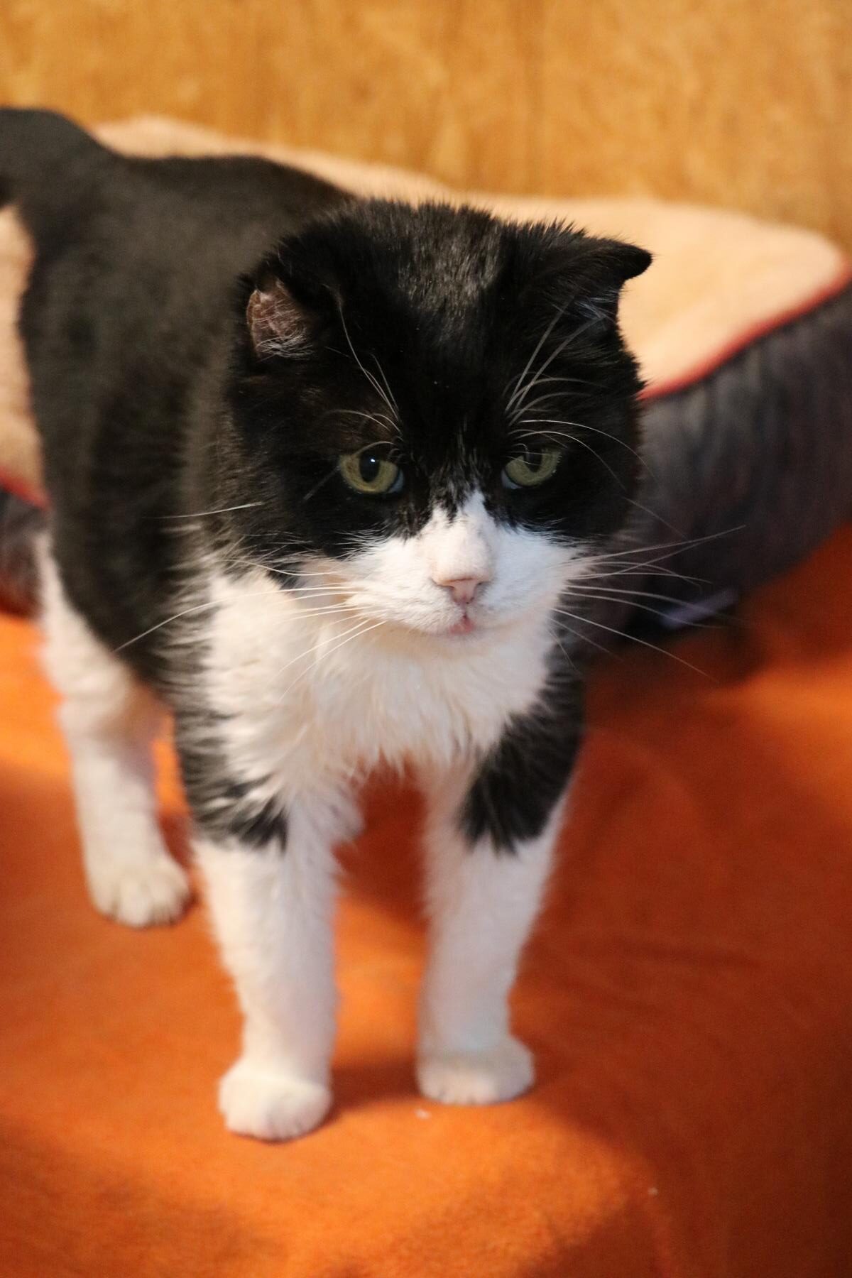 Kater Charles Zuhause gesucht Tierheim Hoffnung für Tiere