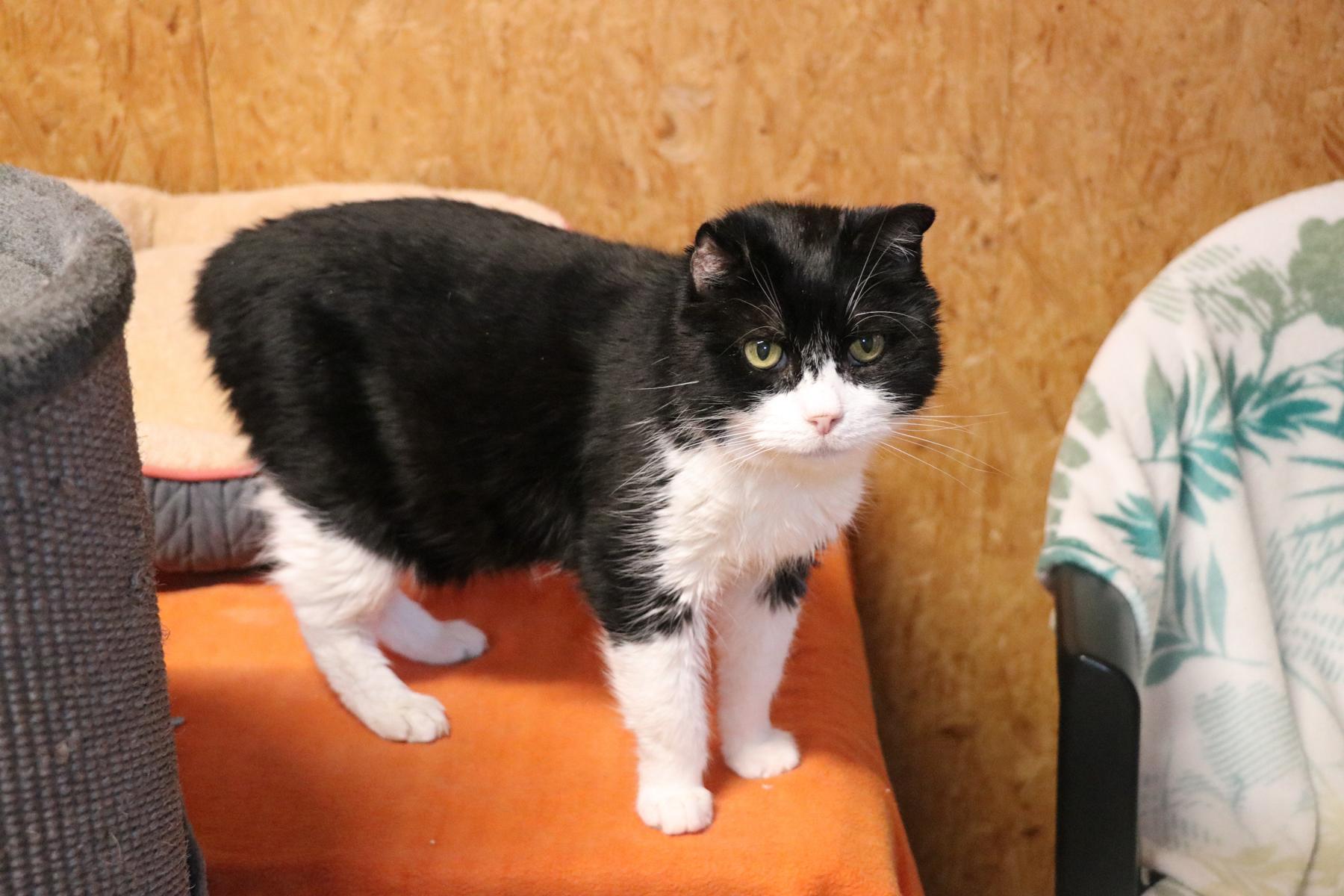 Kater Charles Zuhause gesucht Tierheim Hoffnung für Tiere