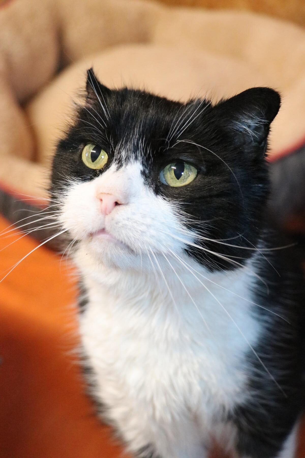 Kater Charles Zuhause gesucht Tierheim Hoffnung für Tiere