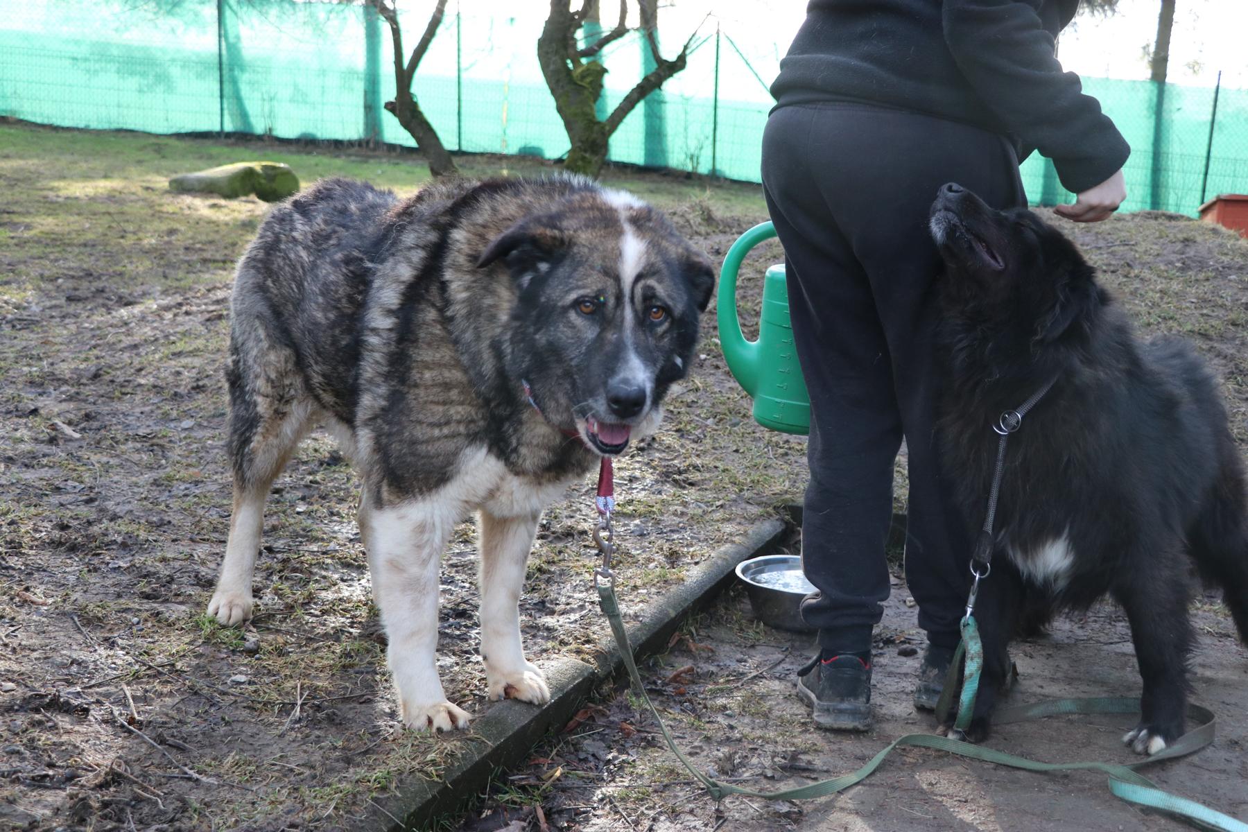 Hund Clara Zuhause gesucht Tierheim Hoffnung für Tiere
