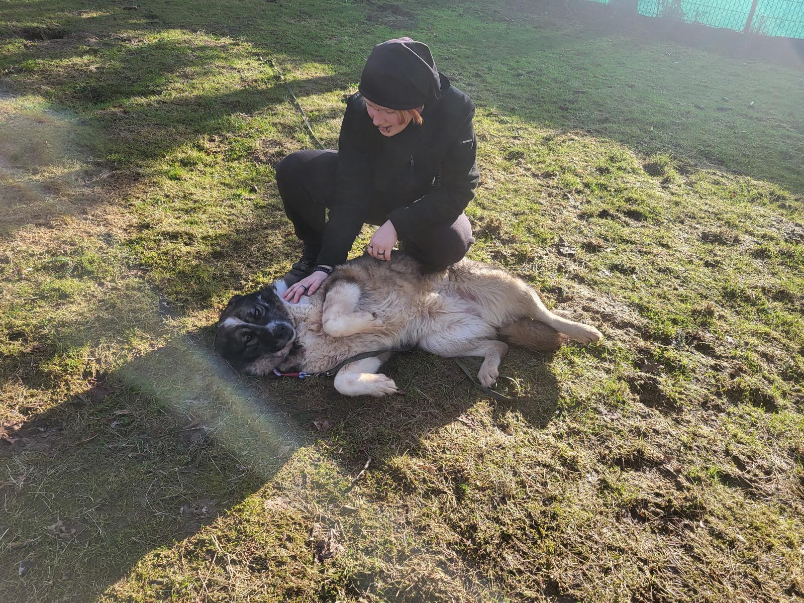 Hund Clara Zuhause gesucht Tierheim Hoffnung für Tiere