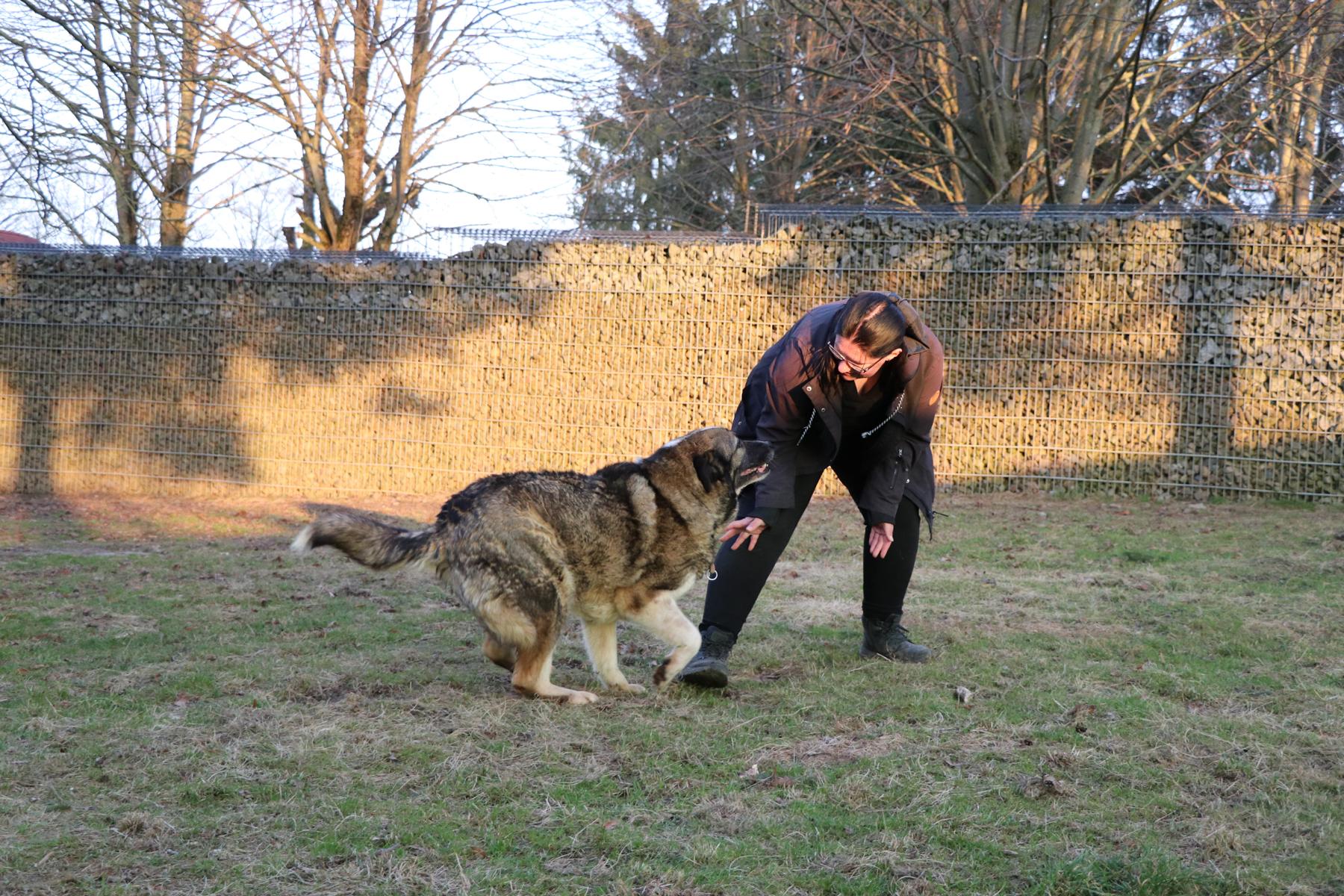 Hund Clara Zuhause gesucht Tierheim Hoffnung für Tiere