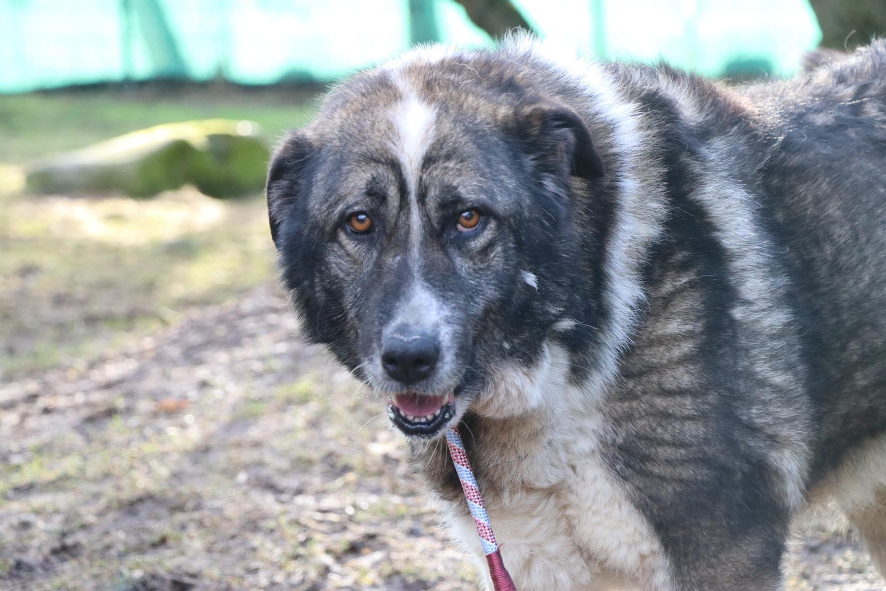 Hund Clara Zuhause gesucht Tierheim Hoffnung für Tiere