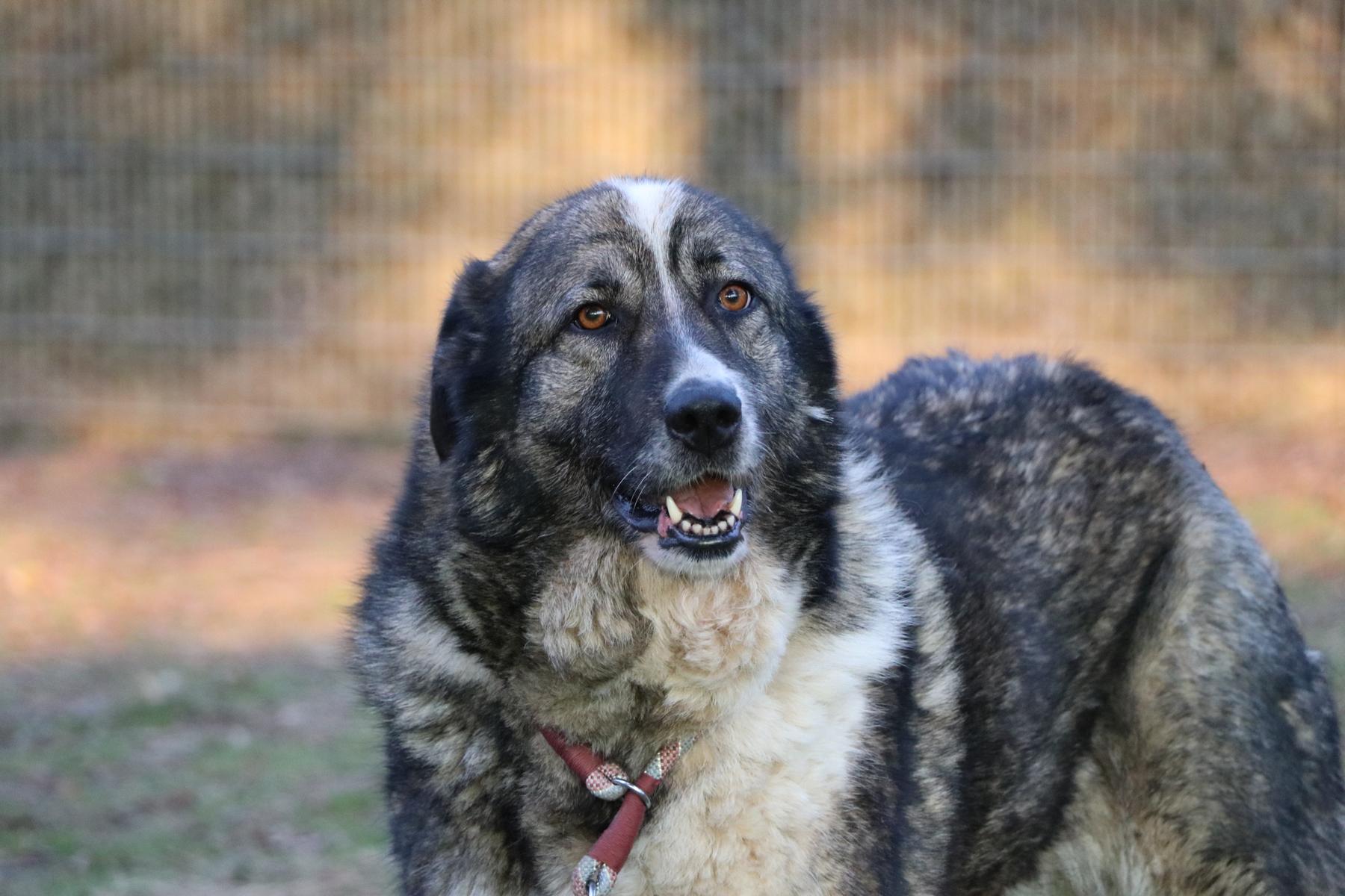 Hund Clara Zuhause gesucht Tierheim Hoffnung für Tiere