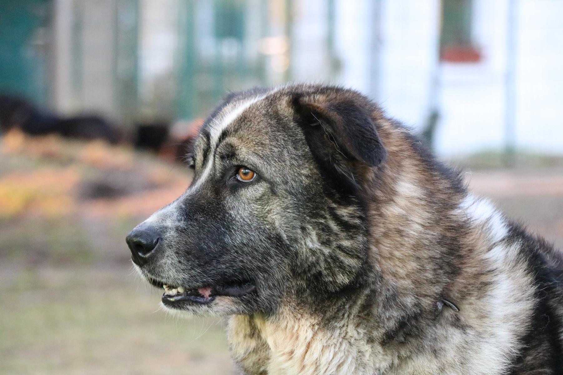 Hund Clara Zuhause gesucht Tierheim Hoffnung für Tiere