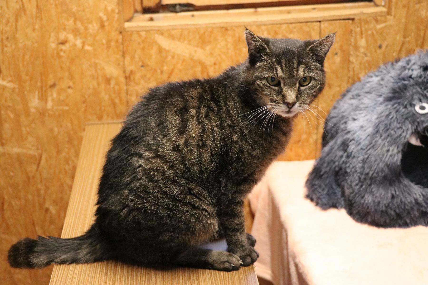 Gunnar (1) Kater Charles wurde von einem anderen Tierschutzverein übernommen, nachdem er dort abgegeben worden war. Leider hatte er kaum eine Vermittlungschance, da er das FIV-Virus (Katzen-Aids) in sich trägt und zusätzlich für sein Herz morgens und abends eine Tablette benötigt. Dabei ist er so ein wunderbarer Kater, der nichts mehr verdient hat als ein liebevolles Zuhause. Charles ist ein absoluter Traum von einem Kuschelkater. Er ist lieb, zutraulich und sehr menschenbezogen. Am liebsten wäre er immer in der Nähe seiner Bezugsperson, genießt jede Streicheleinheit und kann gar nicht genug Aufmerksamkeit bekommen. Dazu ist er ausgesprochen verfressen – kleine Leckerchen zaubern ihm sofort gute Laune. 🥰 Vom Wesen her ist Charles eher ruhig und ausgeglichen. Er möchte seine Menschen gerne für sich haben und würde sich als Einzelprinz in seinem Zuhause am wohlsten fühlen. Aufgrund seiner FIV-Infektion wird er ausschließlich als reine Wohnungskatze vermittelt. Ein vernetzter Balkon wäre natürlich ein Traum, damit er frische Luft und Sonnenstrahlen sicher genießen kann. Seine Herzerkrankung ist gut eingestellt – die Tablettengabe morgens und abends gehört einfach zu seiner täglichen Routine dazu. Wer schenkt diesem verschmusten Herzensbrecher trotz kleiner gesundheitlicher Baustellen die Chance auf ein geborgenes, fürsorgliches Zuhause? Charles wird es mit unendlich viel Liebe danken.