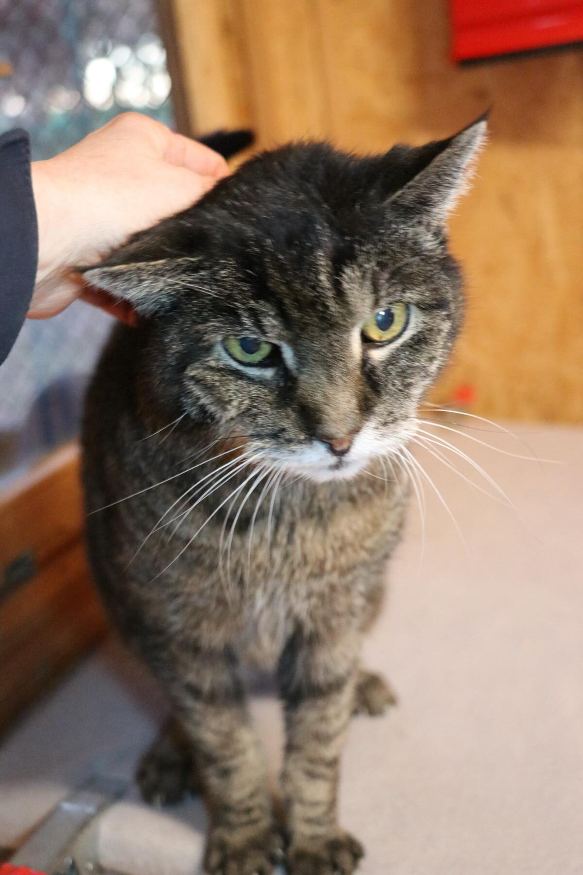 Gunnar (4) Kater Charles wurde von einem anderen Tierschutzverein übernommen, nachdem er dort abgegeben worden war. Leider hatte er kaum eine Vermittlungschance, da er das FIV-Virus (Katzen-Aids) in sich trägt und zusätzlich für sein Herz morgens und abends eine Tablette benötigt. Dabei ist er so ein wunderbarer Kater, der nichts mehr verdient hat als ein liebevolles Zuhause. Charles ist ein absoluter Traum von einem Kuschelkater. Er ist lieb, zutraulich und sehr menschenbezogen. Am liebsten wäre er immer in der Nähe seiner Bezugsperson, genießt jede Streicheleinheit und kann gar nicht genug Aufmerksamkeit bekommen. Dazu ist er ausgesprochen verfressen – kleine Leckerchen zaubern ihm sofort gute Laune. 🥰 Vom Wesen her ist Charles eher ruhig und ausgeglichen. Er möchte seine Menschen gerne für sich haben und würde sich als Einzelprinz in seinem Zuhause am wohlsten fühlen. Aufgrund seiner FIV-Infektion wird er ausschließlich als reine Wohnungskatze vermittelt. Ein vernetzter Balkon wäre natürlich ein Traum, damit er frische Luft und Sonnenstrahlen sicher genießen kann. Seine Herzerkrankung ist gut eingestellt – die Tablettengabe morgens und abends gehört einfach zu seiner täglichen Routine dazu. Wer schenkt diesem verschmusten Herzensbrecher trotz kleiner gesundheitlicher Baustellen die Chance auf ein geborgenes, fürsorgliches Zuhause? Charles wird es mit unendlich viel Liebe danken.