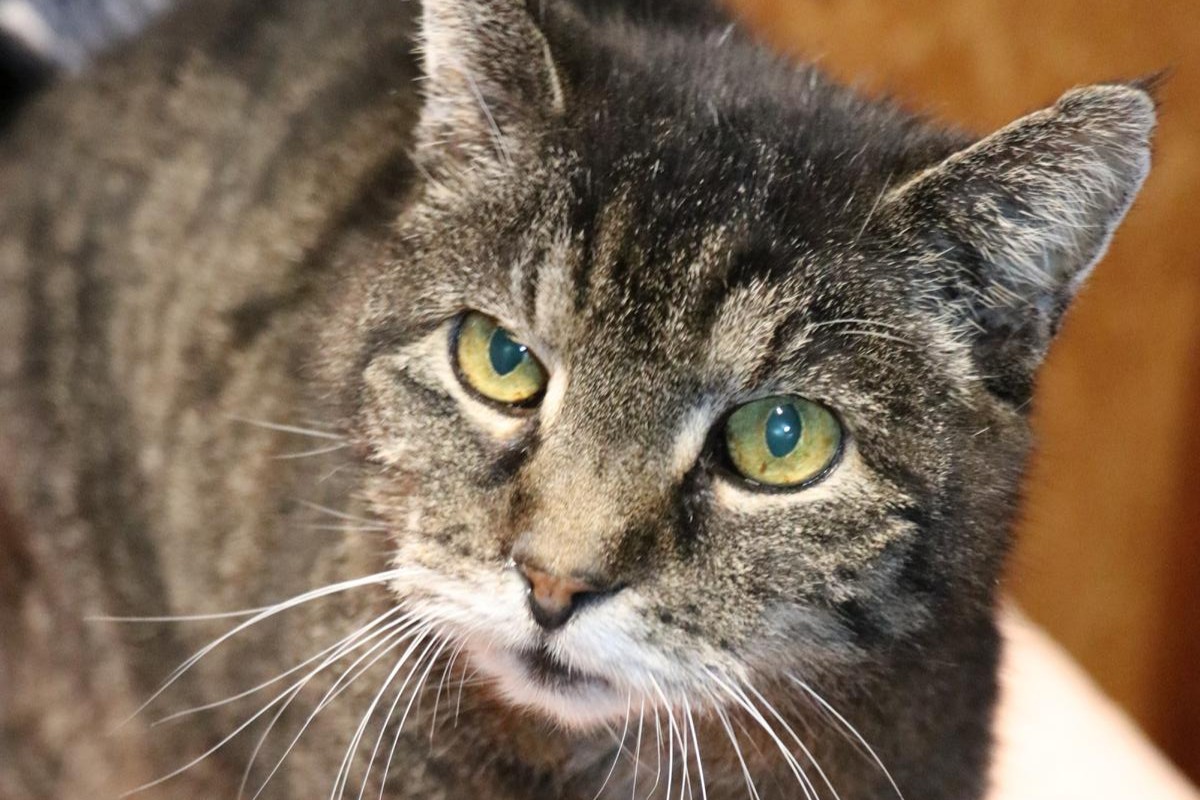 Katze Gunnar Zuhause gesucht Tierheim Hoffnung für Tiere