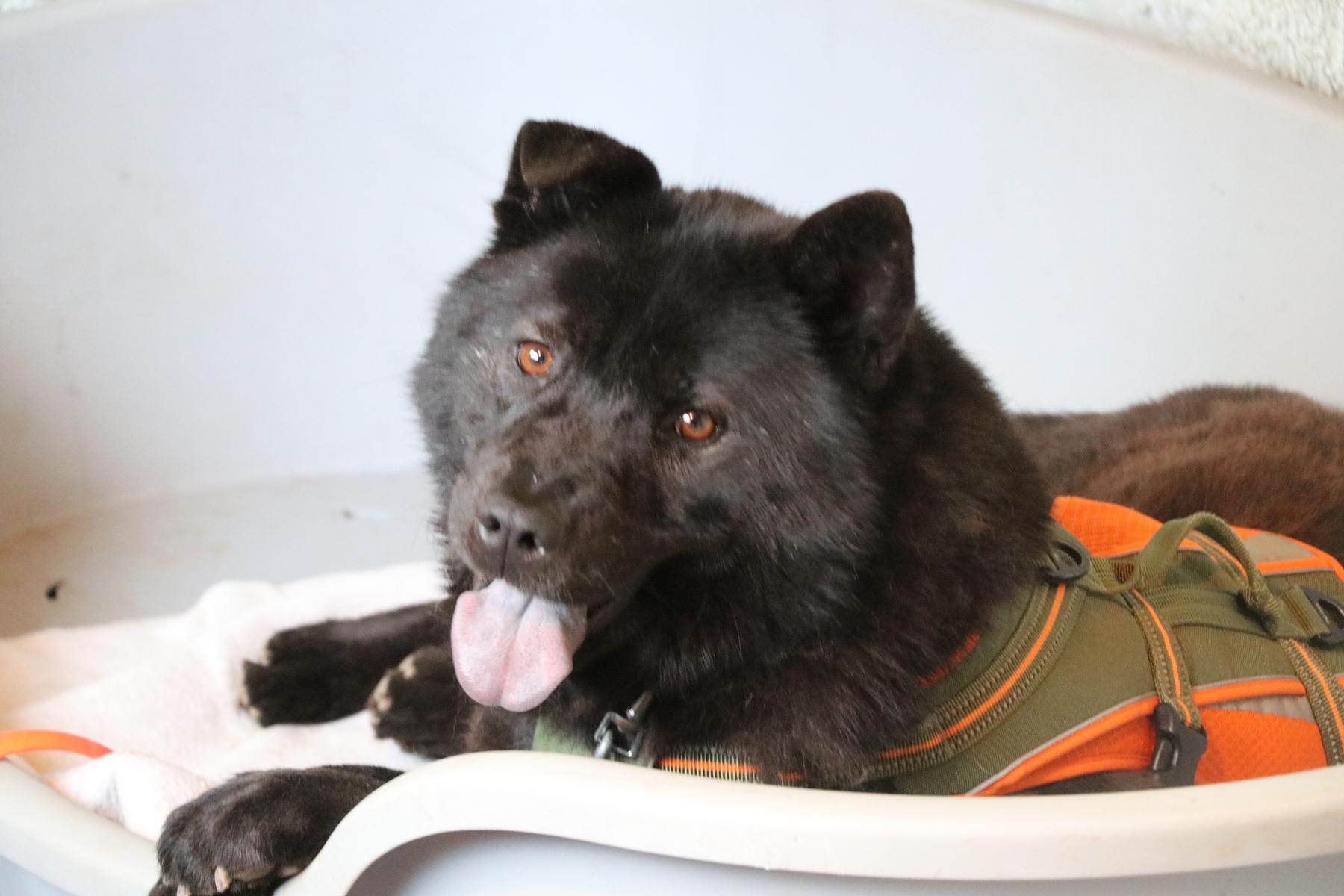 Hund Henriette Chow Chow Tierheim Tierhoffnung