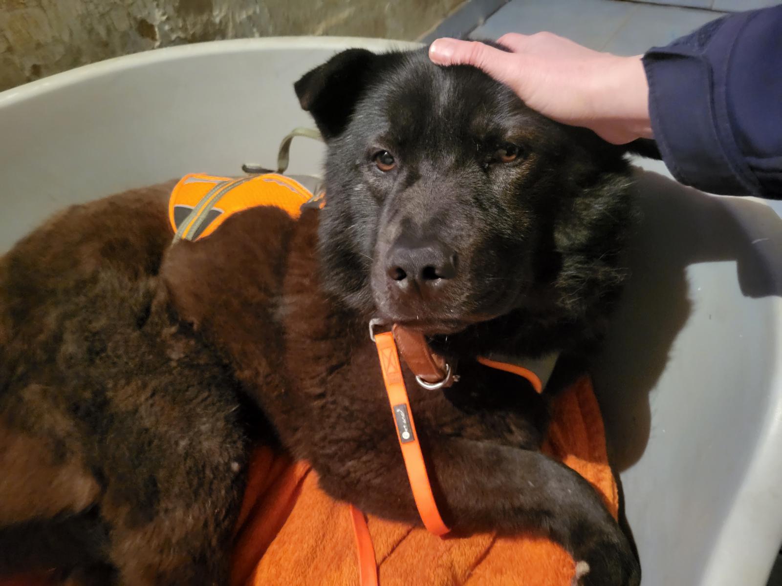 Henriette (10) Hund Henriette Chow Chow Tierheim Tierhoffnung